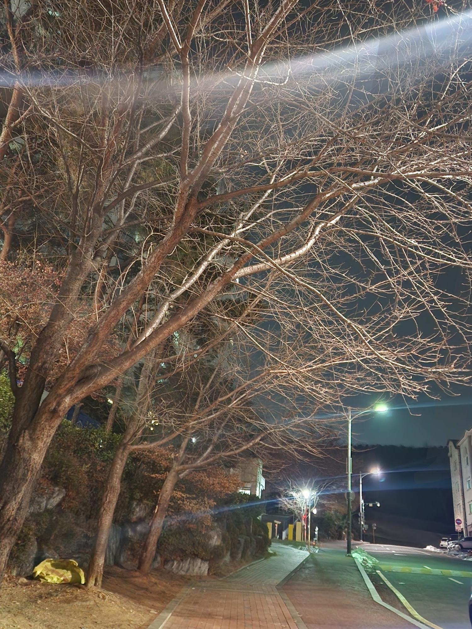 Tree shining reflected on the traffic light at nighr | tree, Shining, Branches, light, night, outdoor, street, lights, dark | 스탠바이 STANDBUY 디지털 콘텐츠