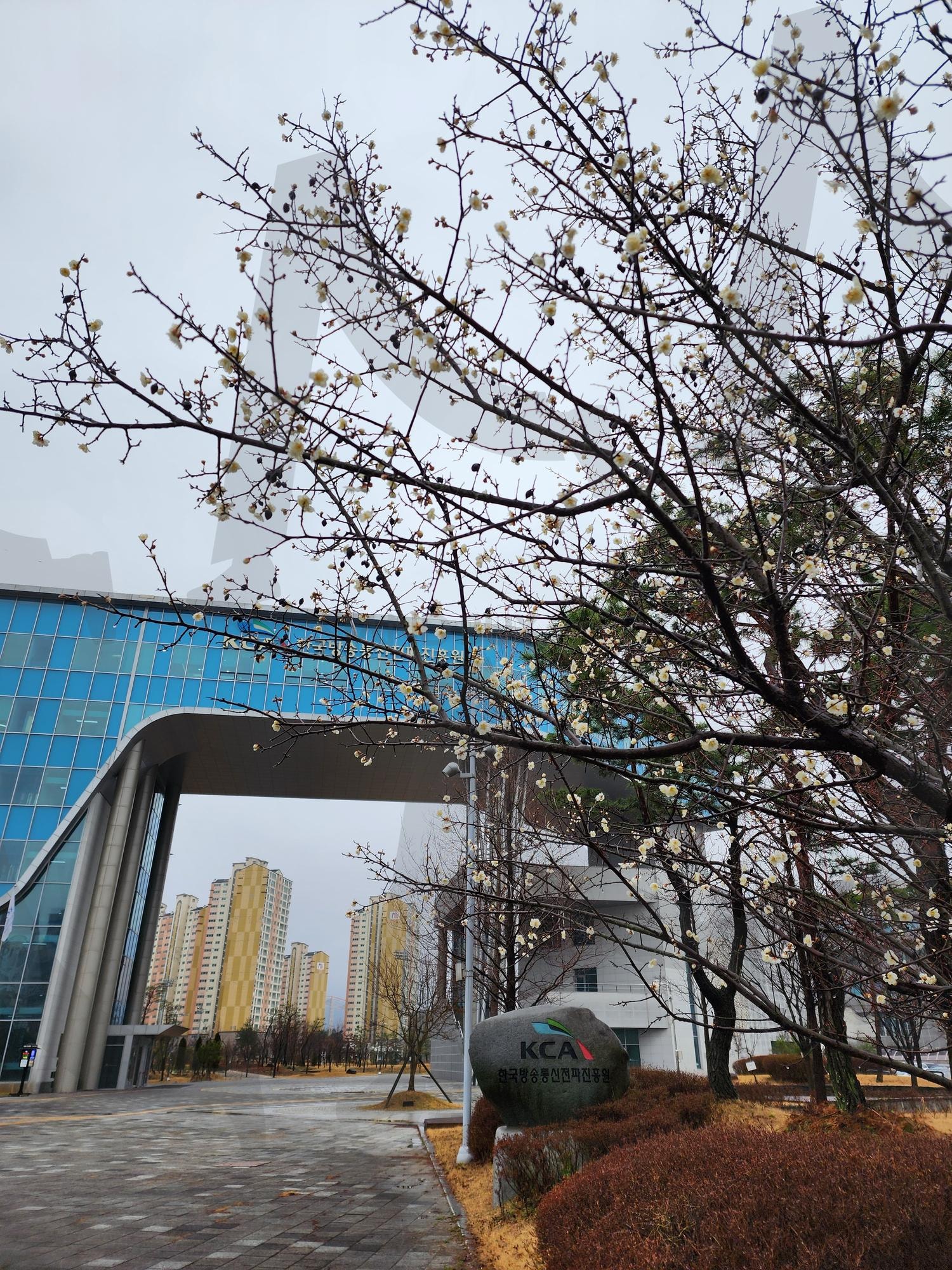 한국방송통신전파진흥원 Korea Broadcasting and Telecommunications Agency | 한국방송통신전파진흥원 Korea Broadcasting and Telecommunications Agency, 건물 사진, 매화 사진, 매실 나무, 한국방송통신전파진흥원 | 스탠바이 STANDBUY 디지털 콘텐츠