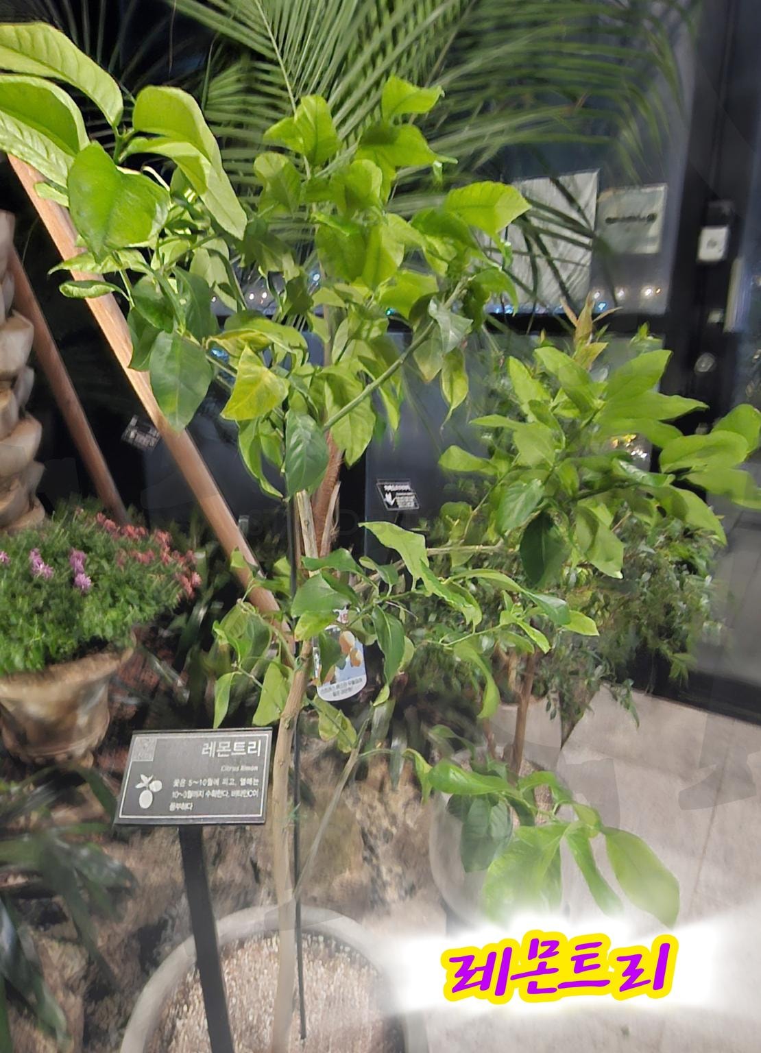 정원문화센터 레몬트리 | 레몬트리, 정원, 문화센터, 전주, 서신동, 가봐야할곳, 핫플레이스, 자연이좋아, 한국은 정말 최고 | 스탠바이 STANDBUY 디지털 콘텐츠