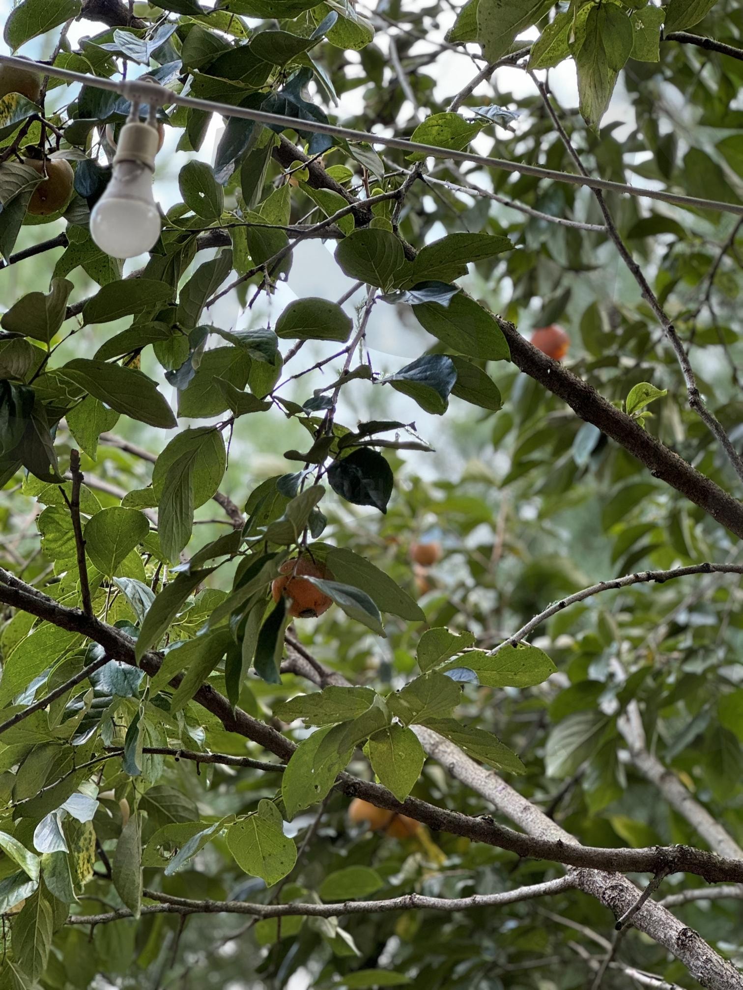 과일 나무 | 과일나무, 감나무, 나무, 감, tree | 스탠바이 STANDBUY 디지털 콘텐츠