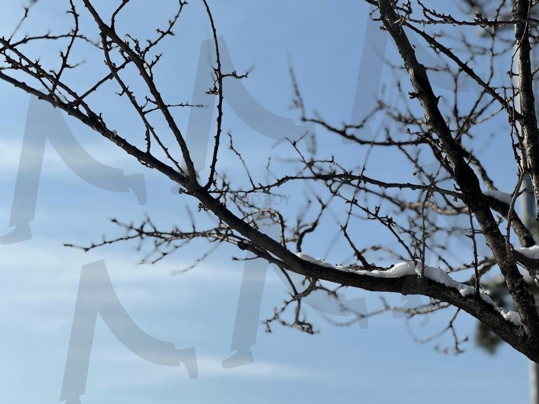 나뭇가지 | 나무, 겨울나무, 눈, snow tree, winter | 스탠바이 STANDBUY 디지털 콘텐츠