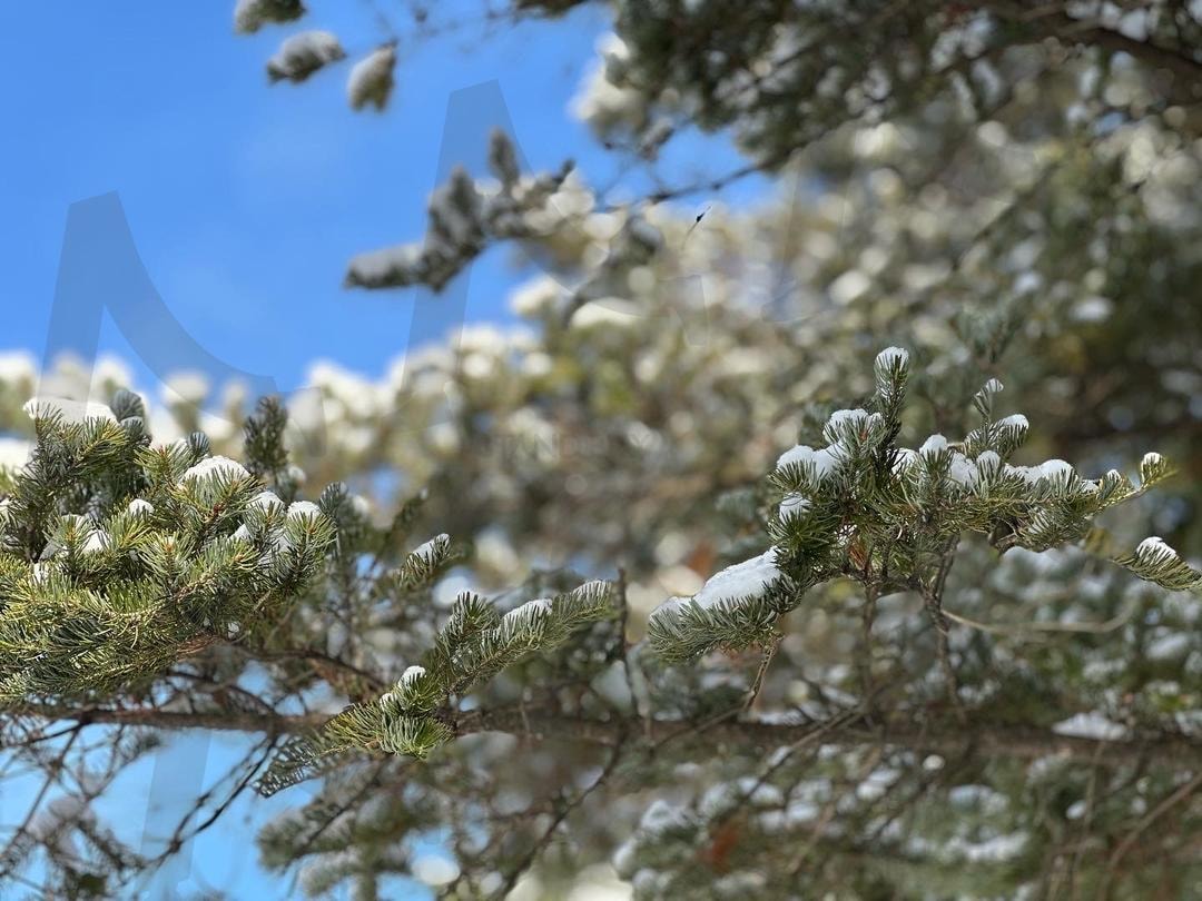 나무 | 나무, 겨울나무, 눈, snow tree, snow, winter | 스탠바이 STANDBUY 디지털 콘텐츠