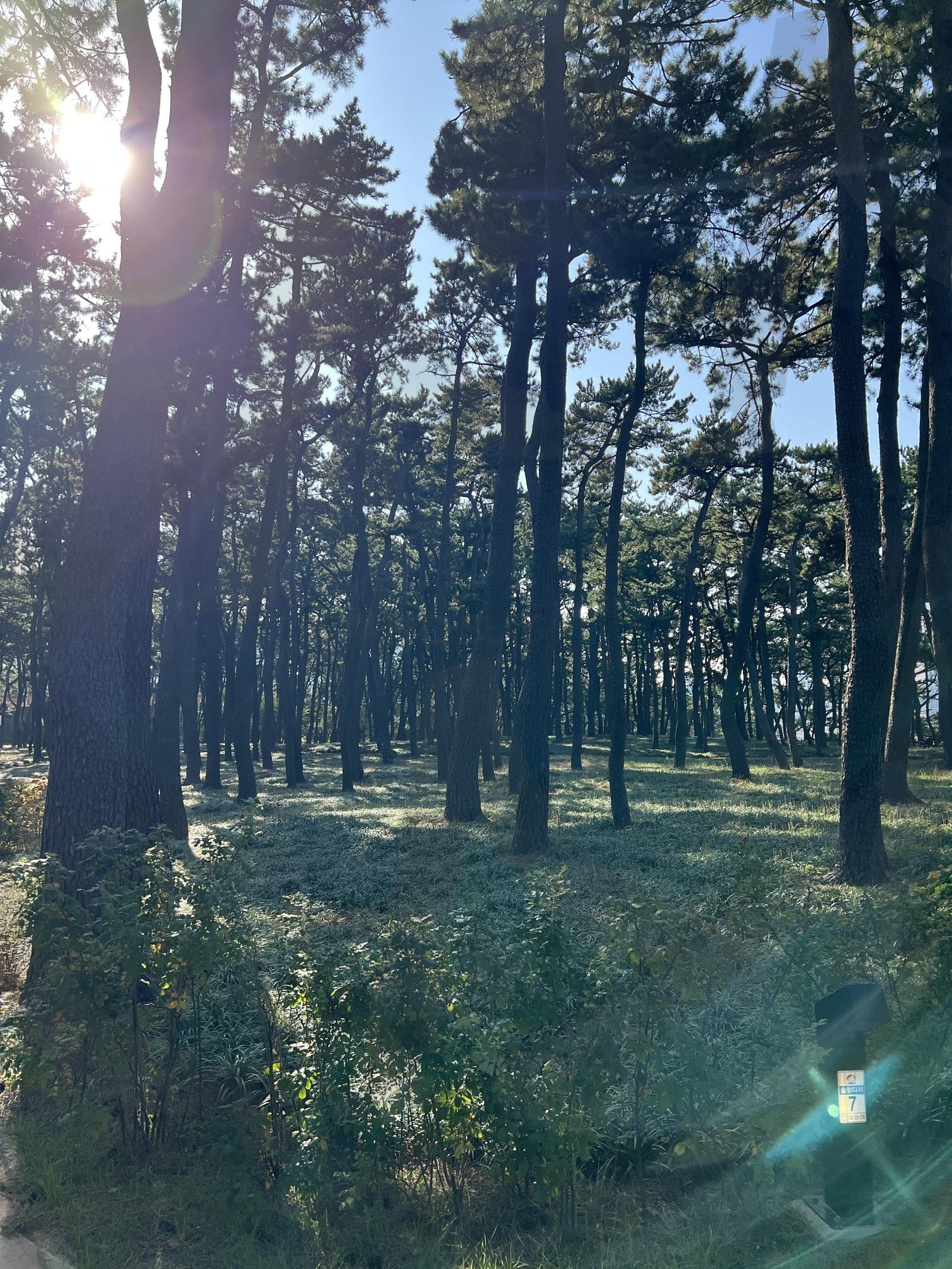 대왕암공원 소나무길 daewangam park | 울산, 울산 대왕암, 대왕암공원, daewangam park, park, 소나무, 소나무길 | 스탠바이 STANDBUY 디지털 콘텐츠