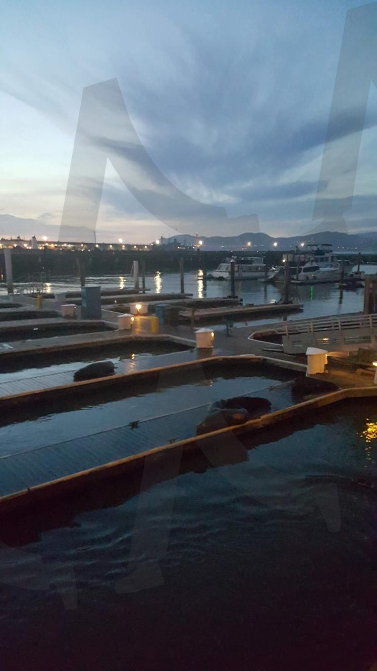 Pier39 The Embarcadero, San Francisco, CA, USA | Pier39, TheEmbarcadero, SanFrancisco, CA, USA | 스탠바이 STANDBUY 디지털 콘텐츠