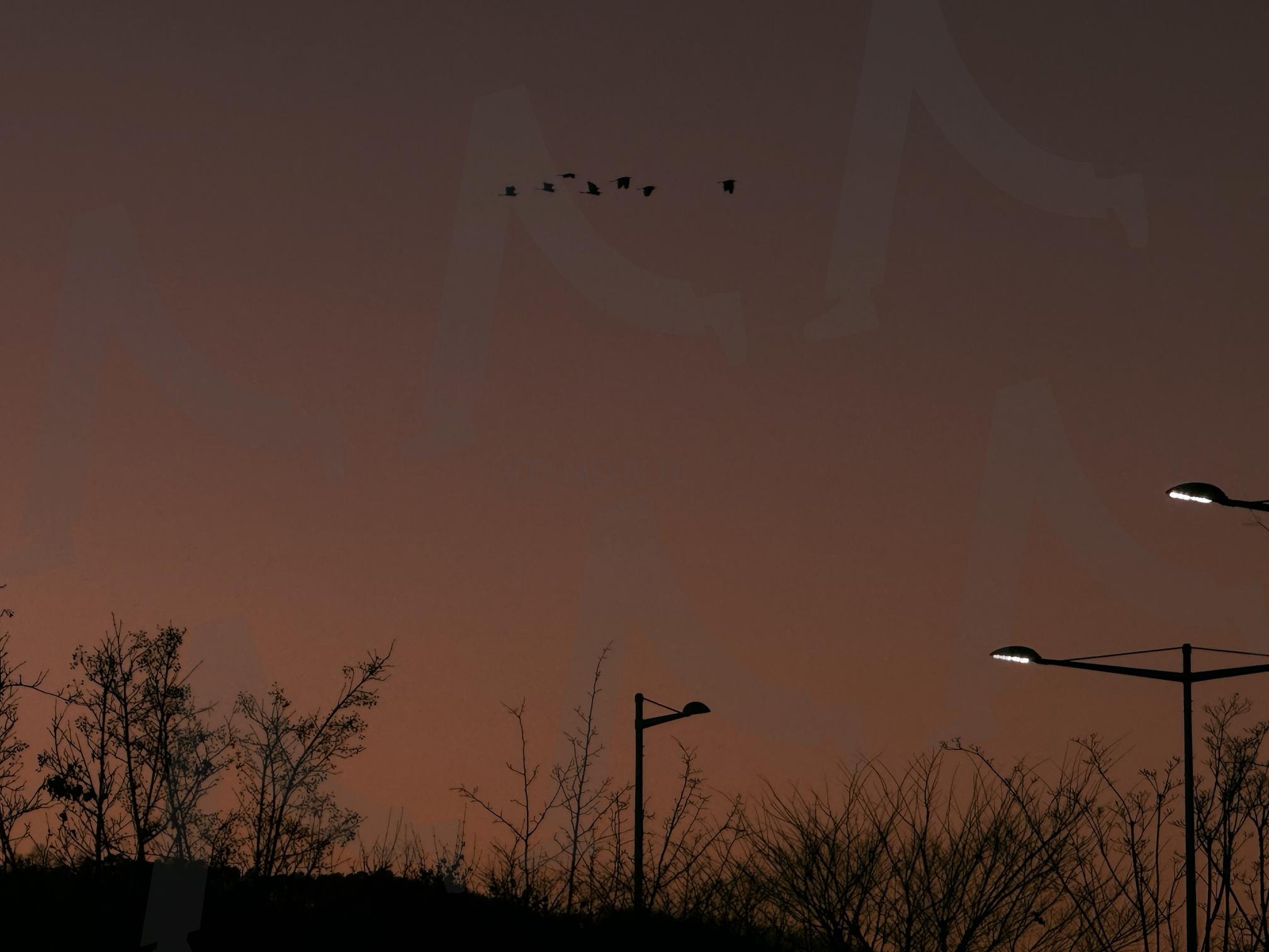 새벽을 알리는 날갯짓 '2025년의 첫 새들' 🌅 | 새해첫날, 2025, 새벽하늘, 희망, 일출, 좋아요 | 스탠바이 STANDBUY 디지털 콘텐츠