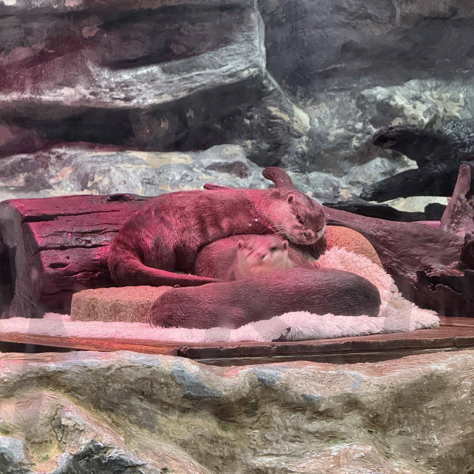 수달 | 수달, 아쿠아리움, 포유류, 롯데타워, 서울 | 스탠바이 STANDBUY 디지털 콘텐츠