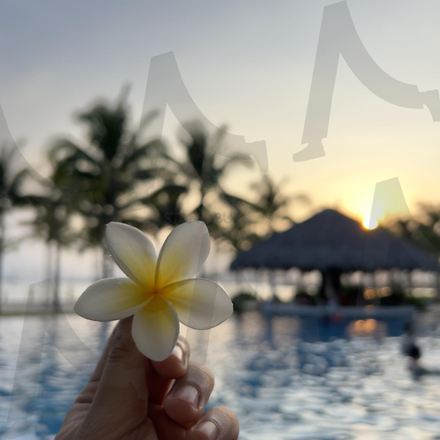 베트남 리조트 수영장 | 꽃, 노을, 수영장, 풍경, 야자수 | 스탠바이 STANDBUY 디지털 콘텐츠