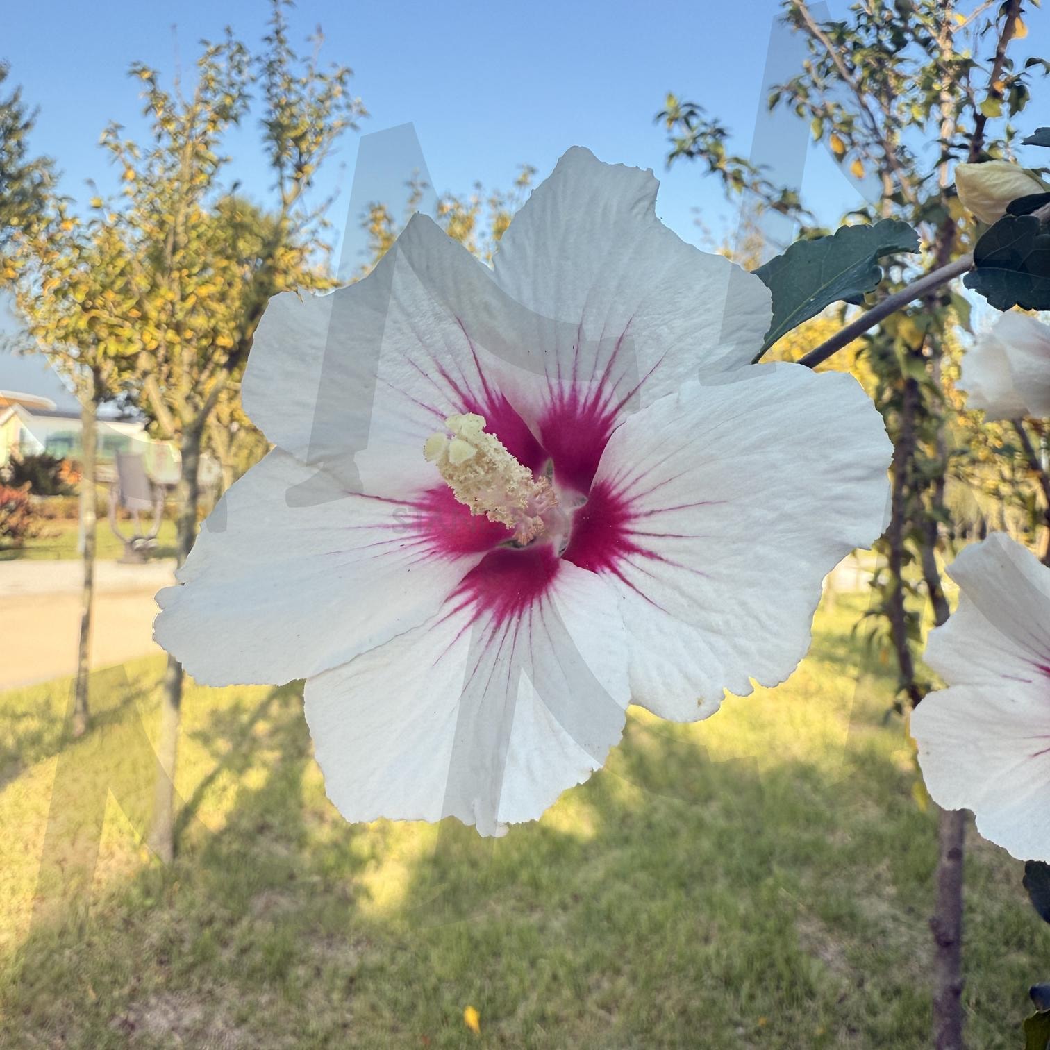 꽃 | 꽃, 개화, 접사, 무궁화, 풍경 | 스탠바이 STANDBUY 디지털 콘텐츠