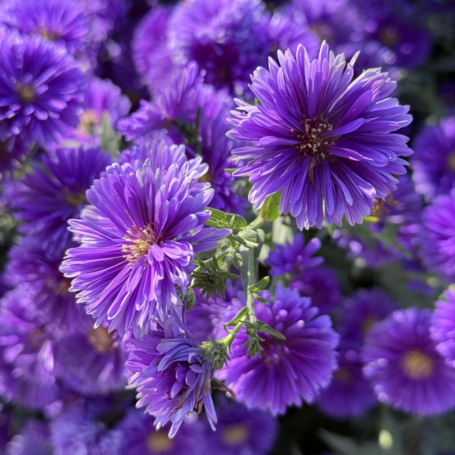 꽃 | 보라색, 꽃, 양주, 꽃축제, 접사 | 스탠바이 STANDBUY 디지털 콘텐츠