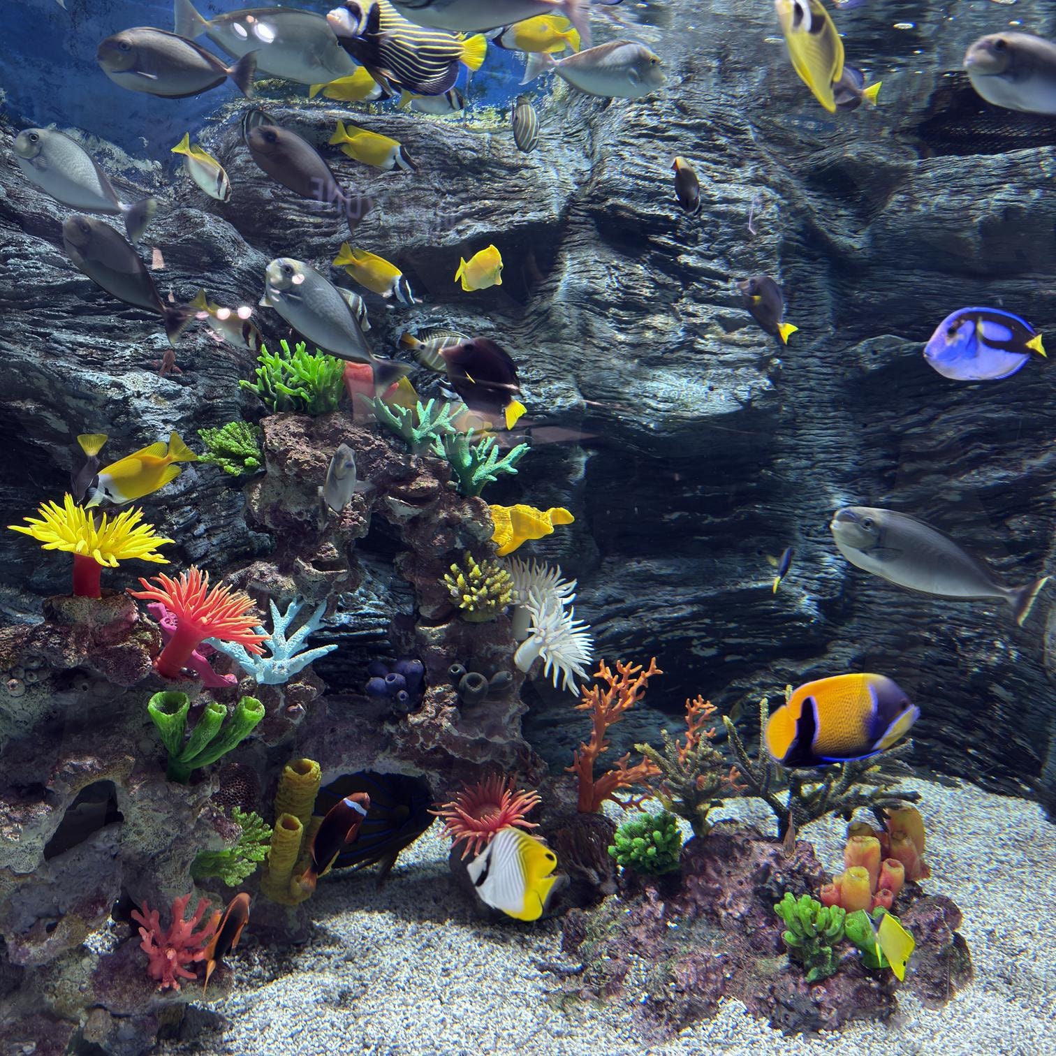 아쿠아리움 | 물고기, 아쿠아리움, 롯데타워, 다양한, 바다속풍경 | 스탠바이 STANDBUY 디지털 콘텐츠