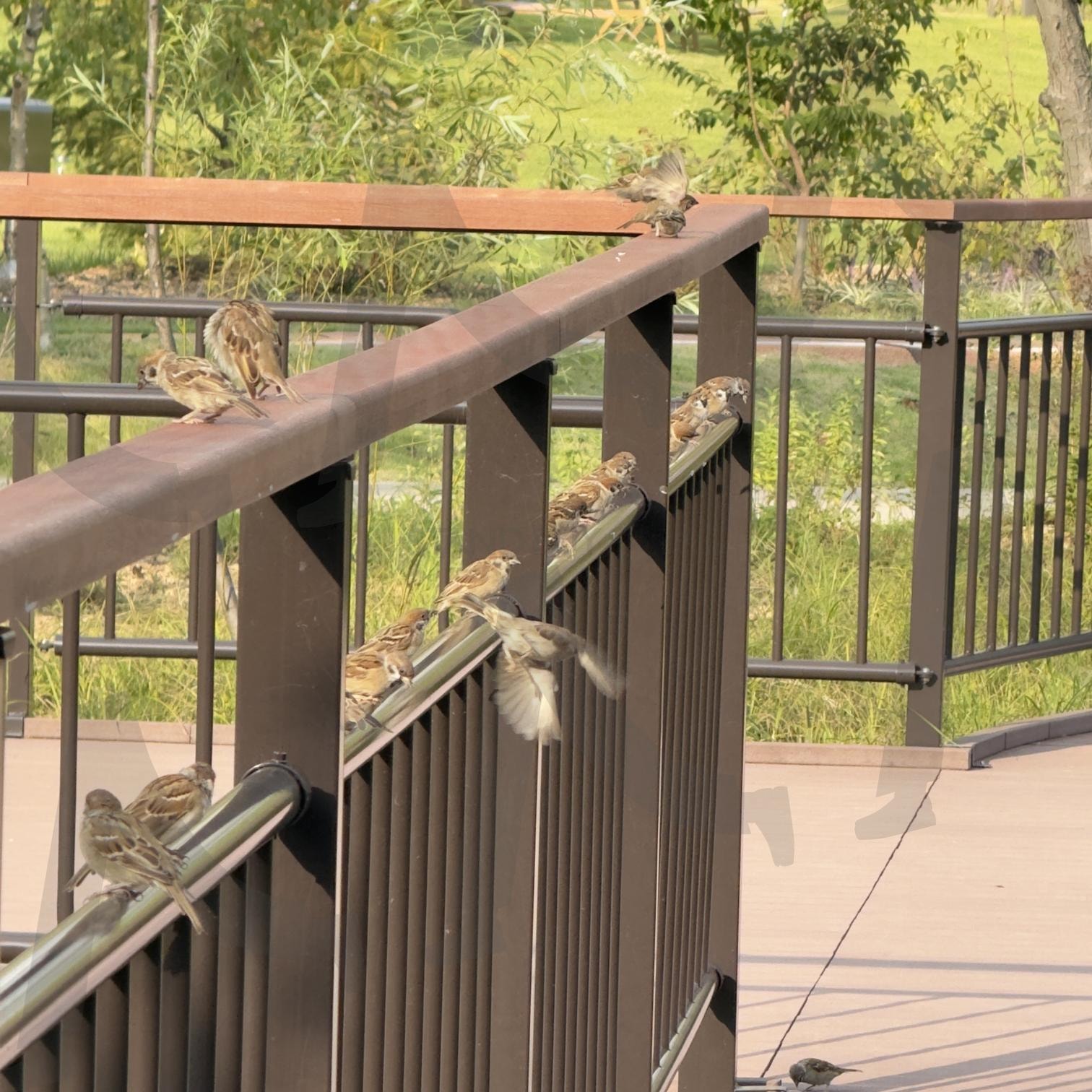 참새 | 새, 참새, 풍경, 일상, 나란히 | 스탠바이 STANDBUY 디지털 콘텐츠