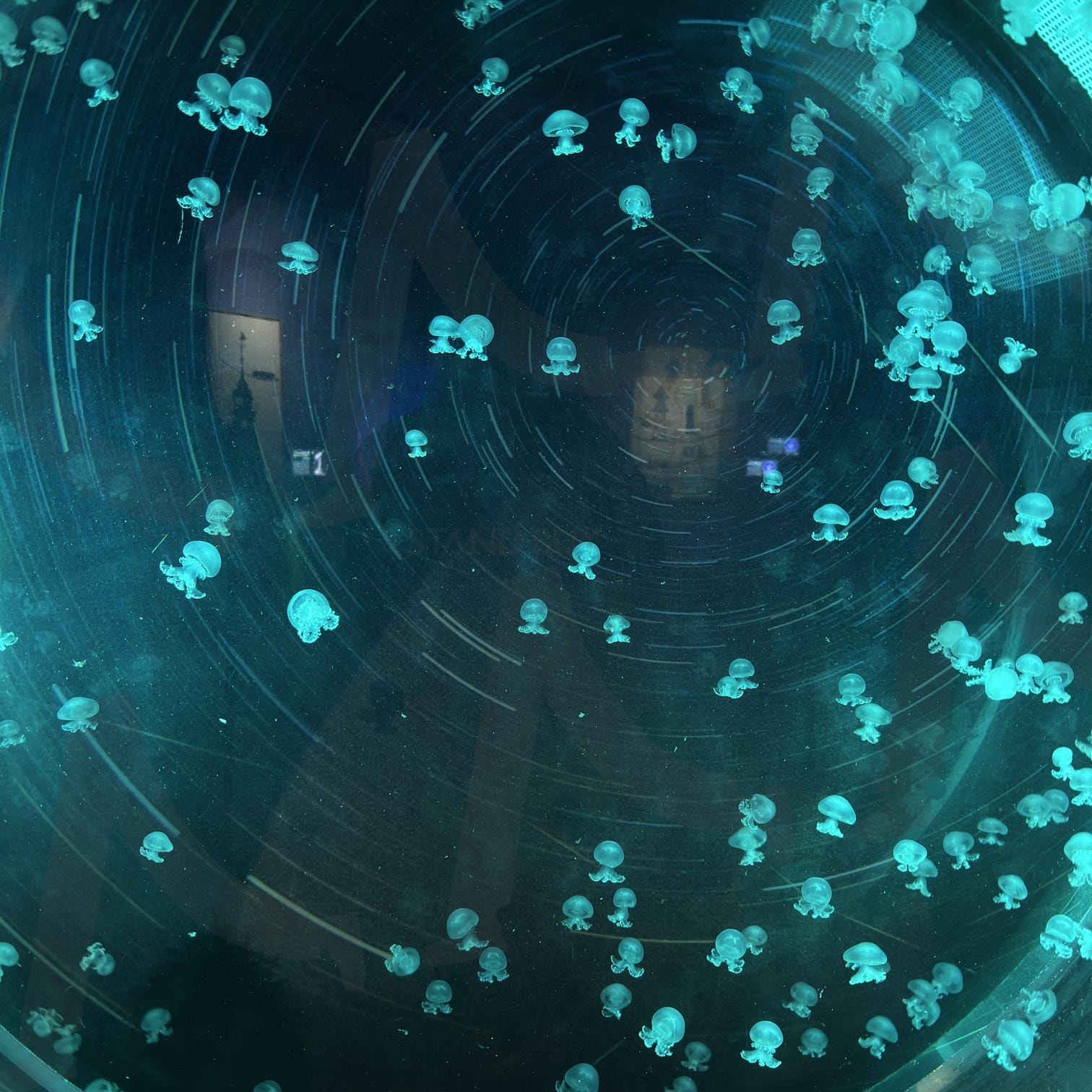 아쿠아리움 | 해파리, 아쿠아리움, 롯데, 롯데타워, 몽환 | 스탠바이 STANDBUY 디지털 콘텐츠