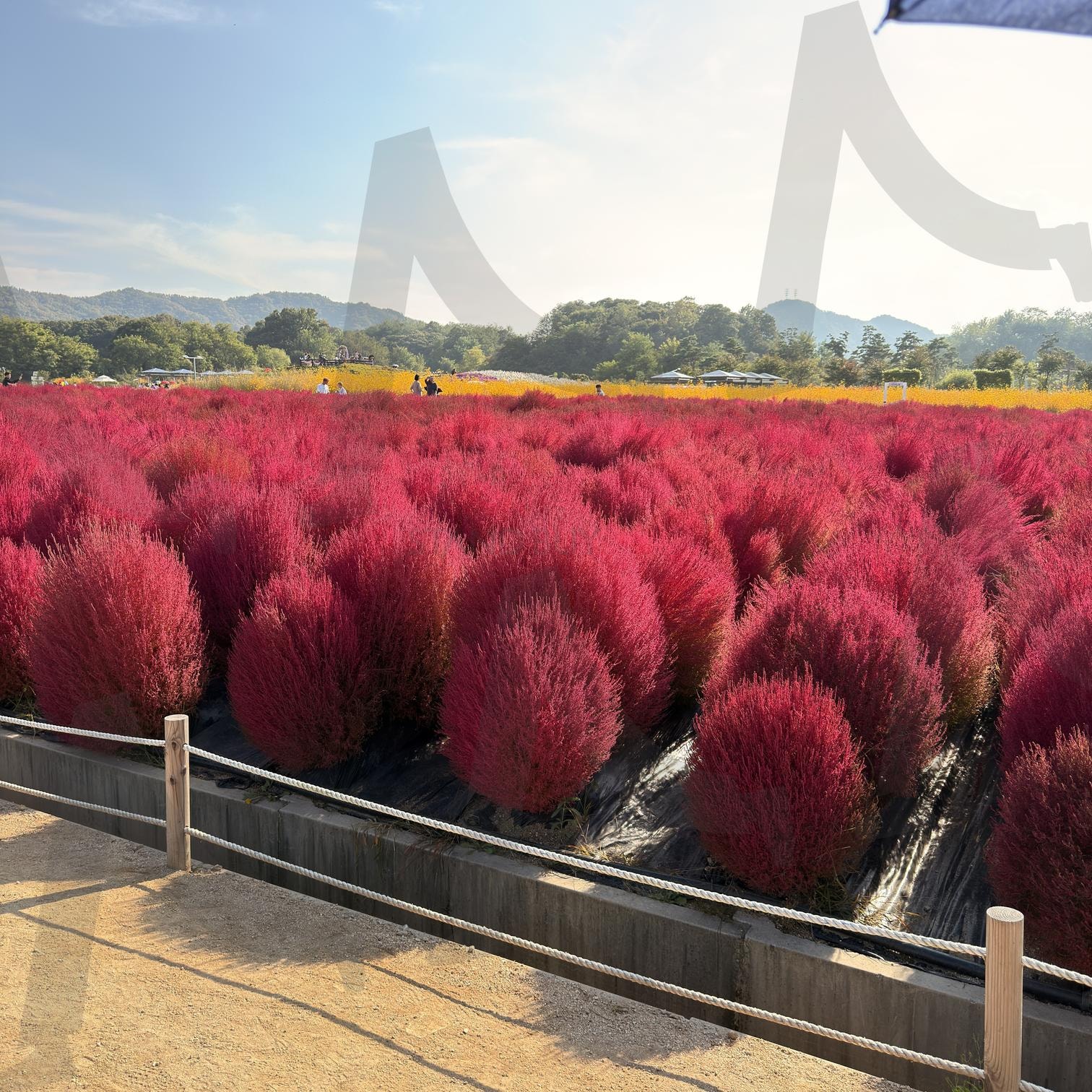 양주 꽃축제 | 꽃, 풍경, 경치, 들판, 핑크 | 스탠바이 STANDBUY 디지털 콘텐츠