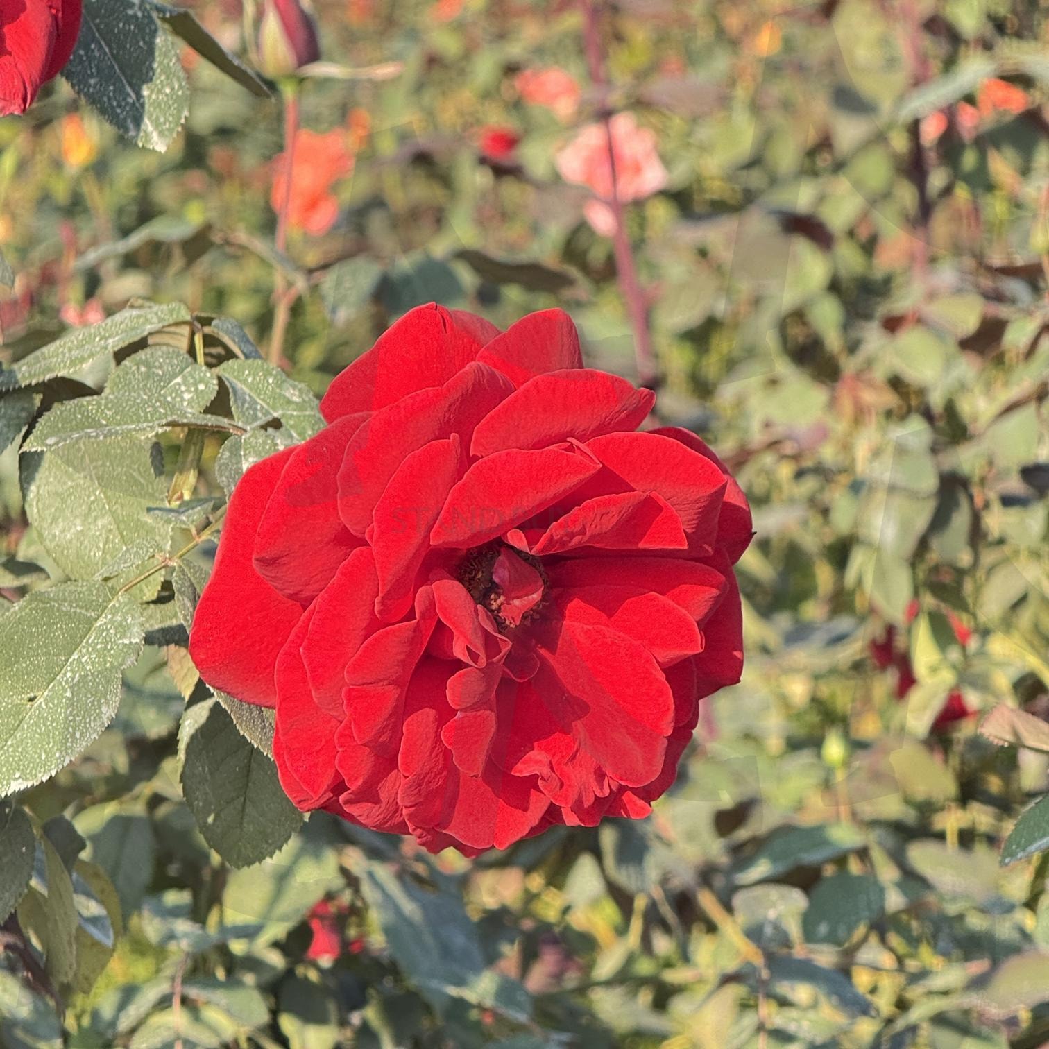 장미 | 장미, 꽃, 양주, 꽃축제, 빨강 | 스탠바이 STANDBUY 디지털 콘텐츠