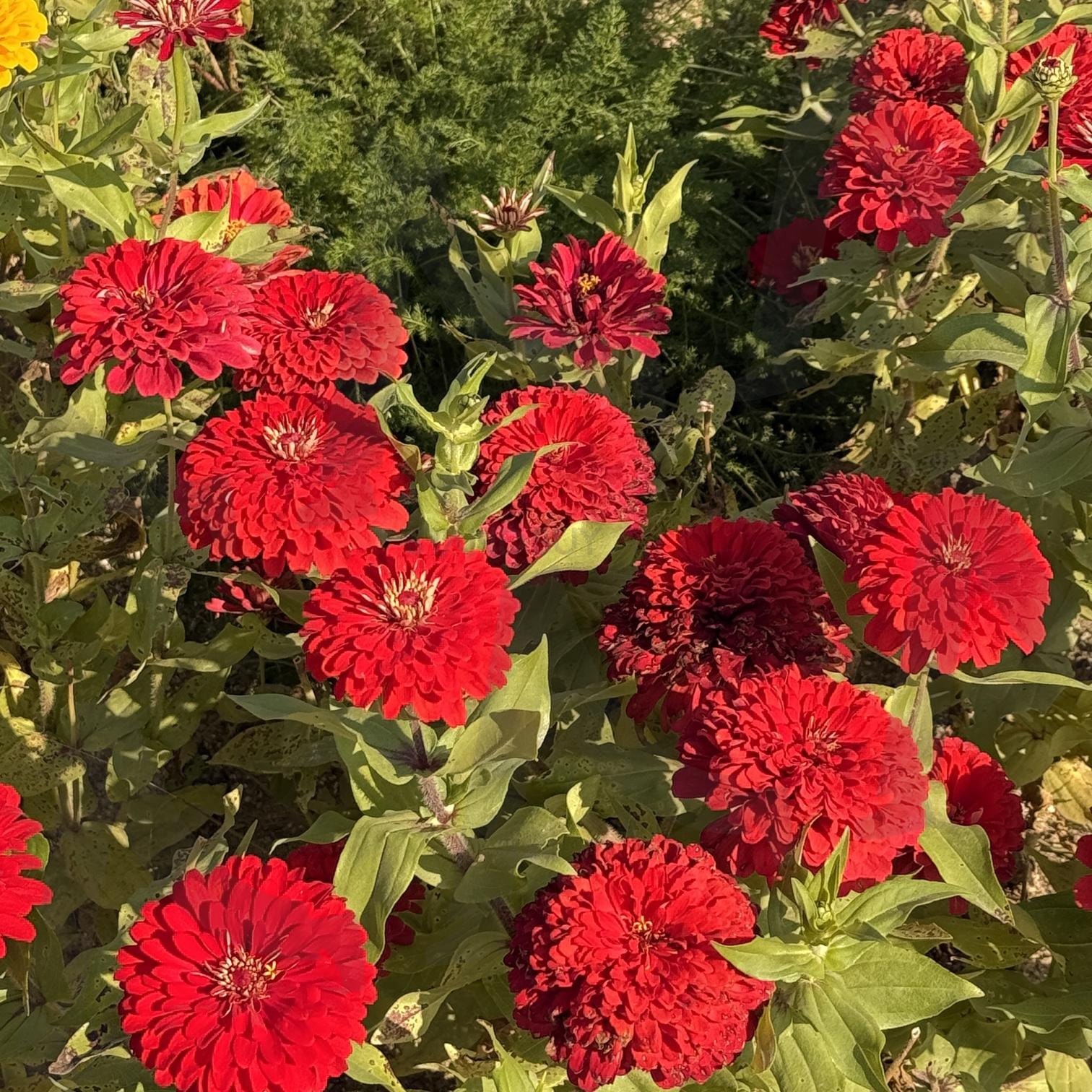 꽃 | 꽃, 빨강, 빨간, 양주, 꽃축제 | 스탠바이 STANDBUY 디지털 콘텐츠