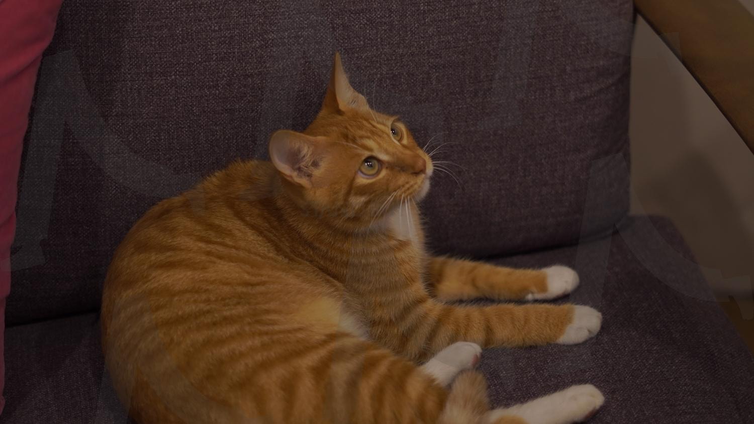 치즈 고양이 | 고양이, cat, 치즈냥이, 길고양이, 치즈, orange cat | 스탠바이 STANDBUY 디지털 콘텐츠