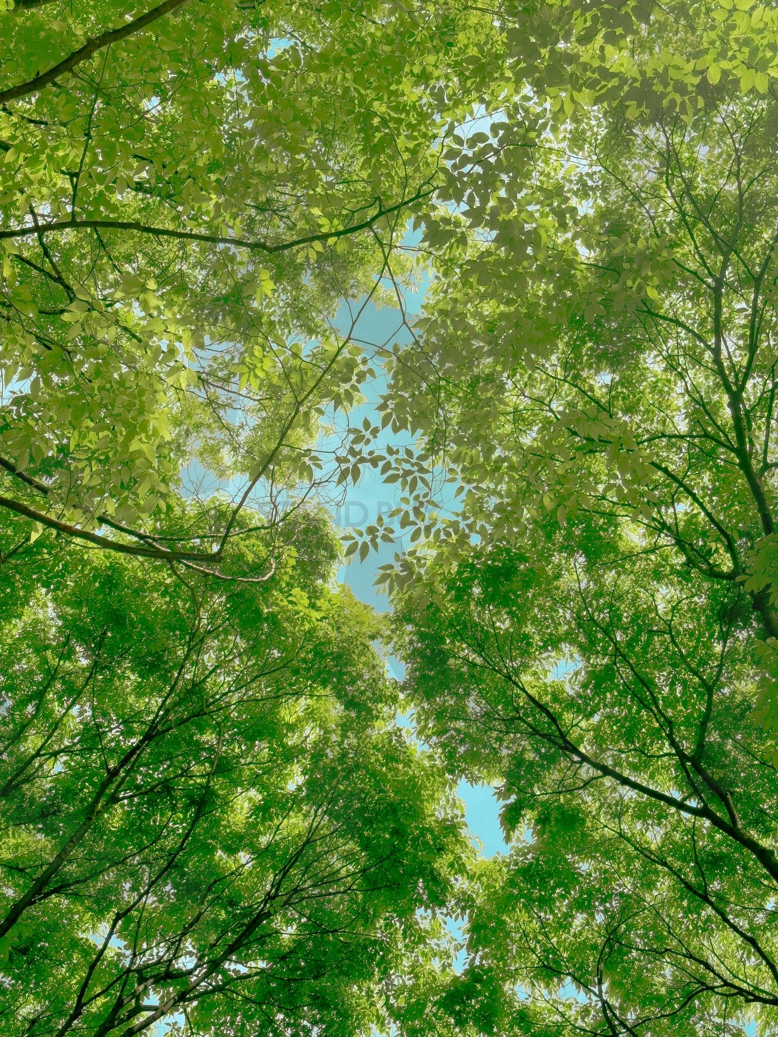 서울 마포구 월드컵공원 | 마포구, 월드컵공원, 하늘, 나무, 여름 | 스탠바이 STANDBUY 디지털 콘텐츠