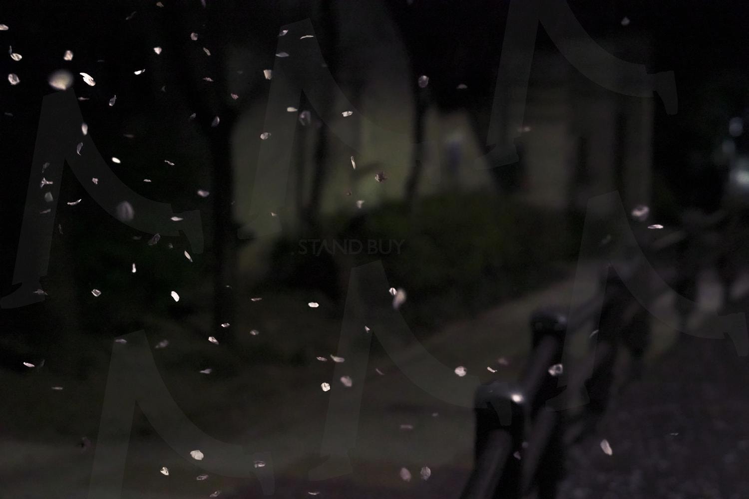 벚꽃 | 벚꽃, 야경, 밤, 꽃잎, 공원 | 스탠바이 STANDBUY 디지털 콘텐츠