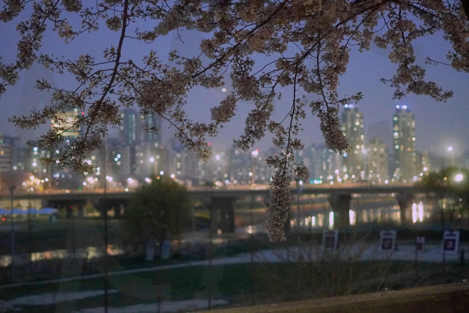 목동 안양천 야경과 벚꽃 | 목동, 안양천, 야경, 벚꽃, 봄 | 스탠바이 STANDBUY 디지털 콘텐츠