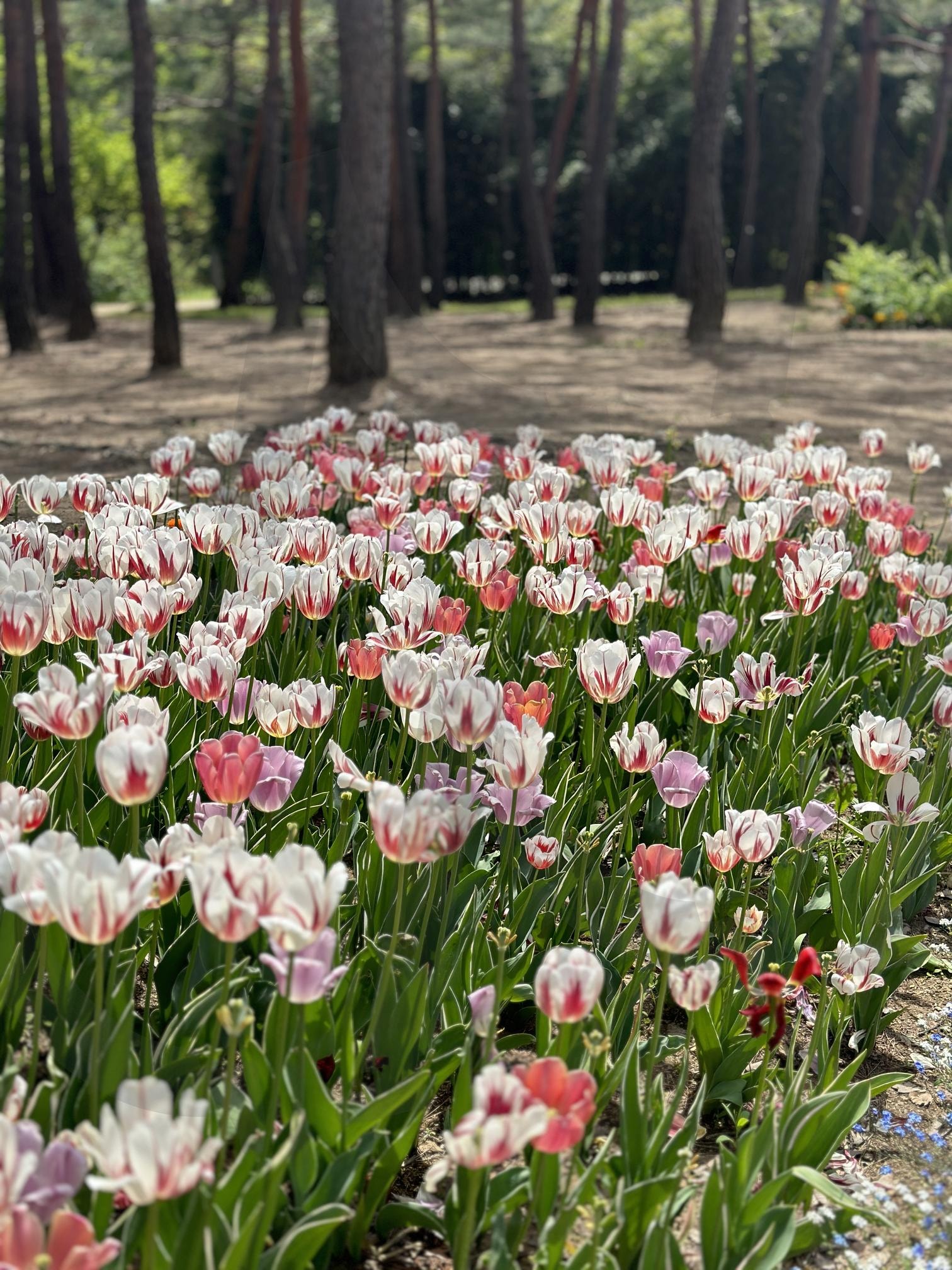 서울 마포구 월드컵공원 | 서울, 마포구, 월드컵공원, 튤립, 공원 | 스탠바이 STANDBUY 디지털 콘텐츠