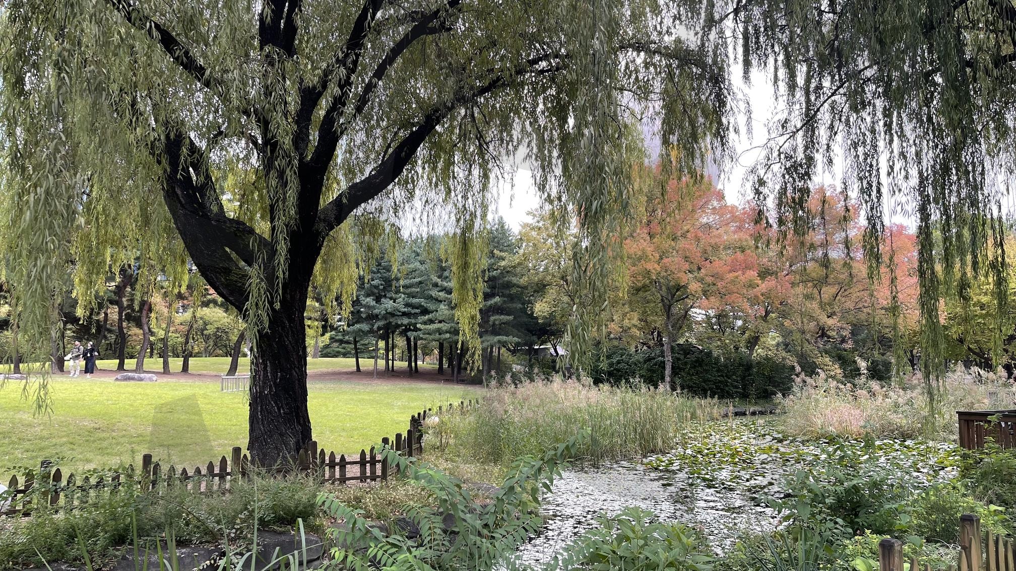 10월의 서울 여의도 공원 | 서울, 여의도, 여의도공원, 공원, 풍경, 풍경사진, 공원사진, 나무, 꽃, 연못, 16:9, 16:9배경사진, 배경사진, 배경화면 | 스탠바이 STANDBUY 디지털 콘텐츠