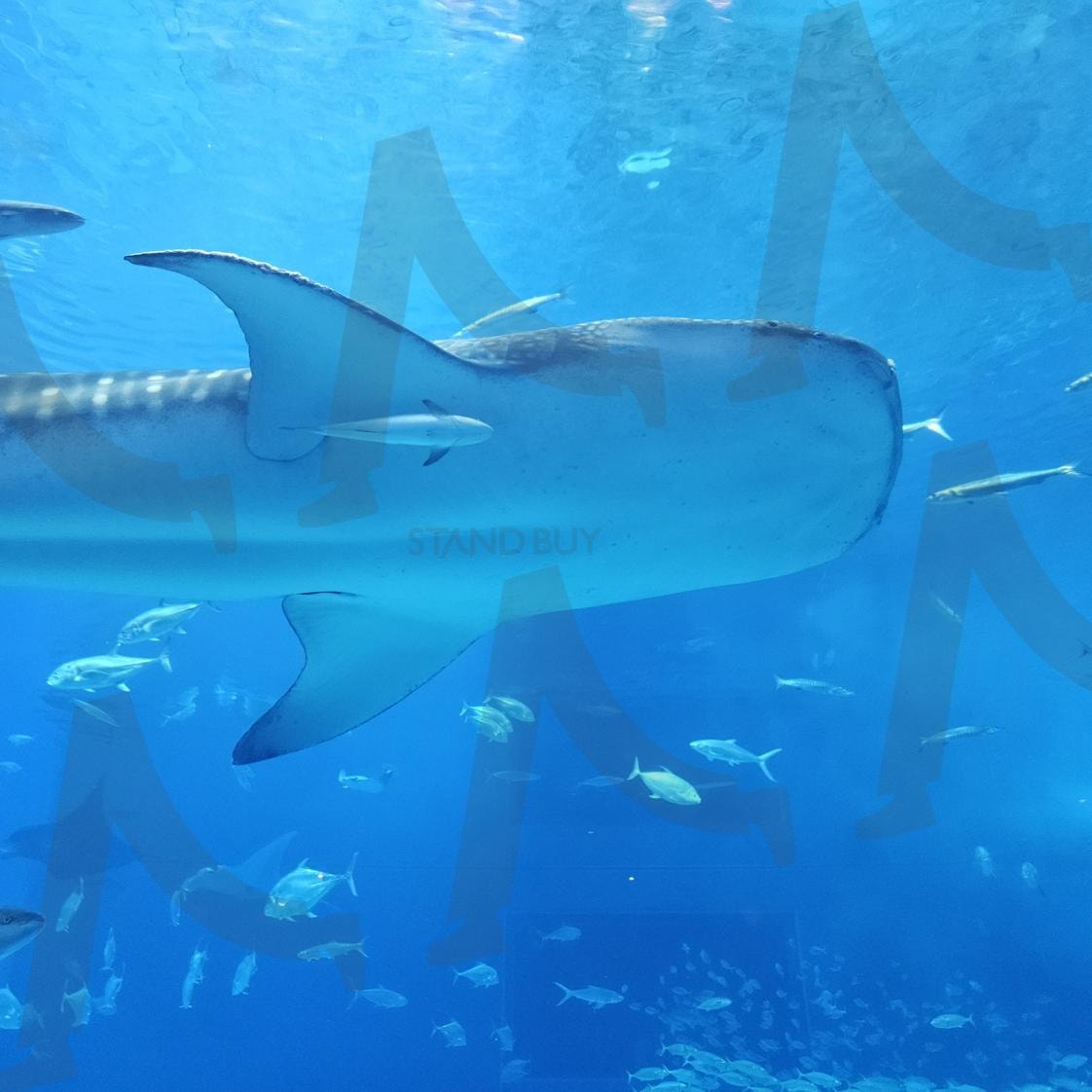 오키나와 츄라우미 수족관의 고래상어 | 오키나와, 츄라우미 수족관, 고래상어, 물고기, 아쿠아리움, 일본 | 스탠바이 STANDBUY 디지털 콘텐츠