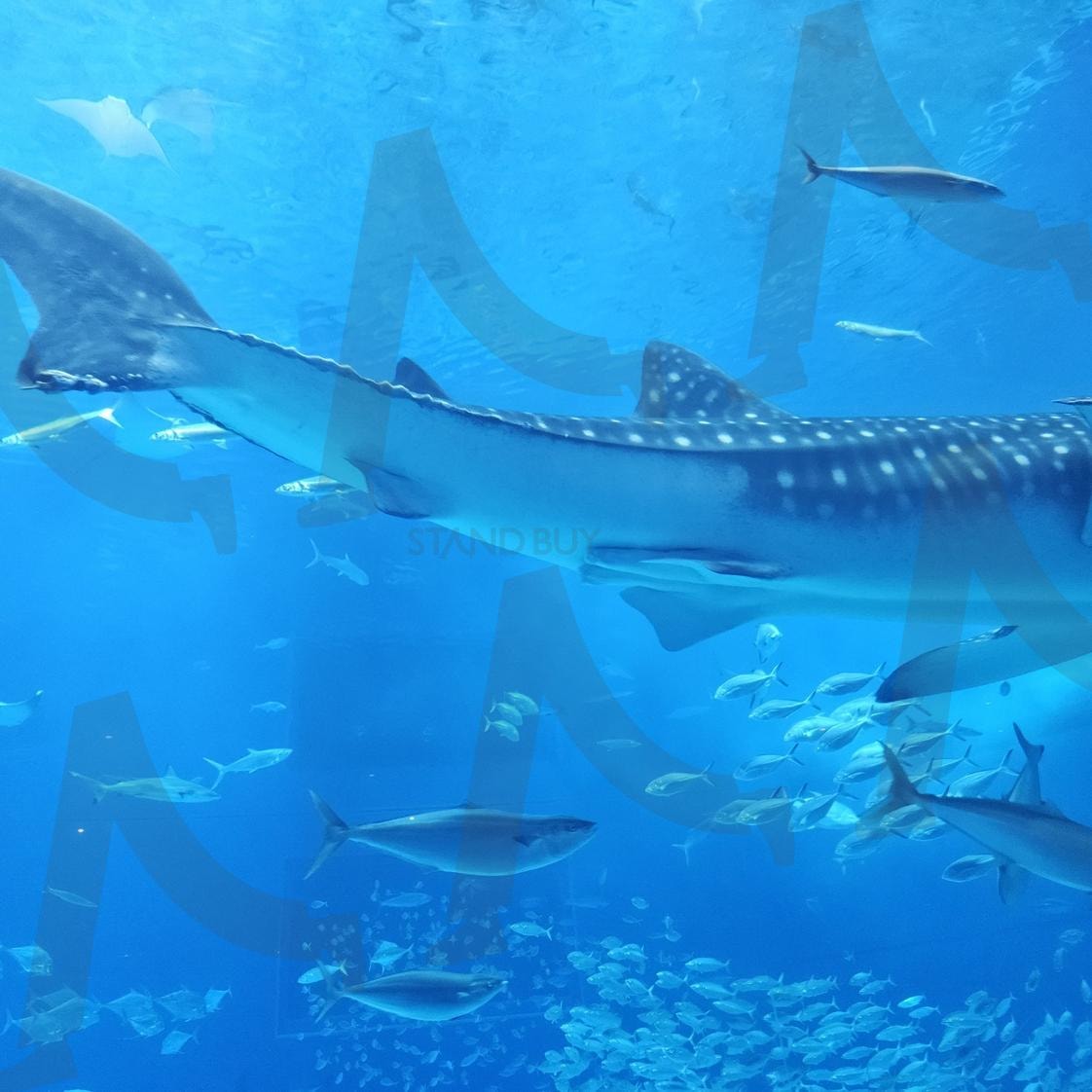 오키나와 츄라우미 수족관 고래상어 사진 | 오키나와, 츄라우미 수족관, 아쿠아리움, 고래상어, 일본, 물고기, 꼬리 | 스탠바이 STANDBUY 디지털 콘텐츠