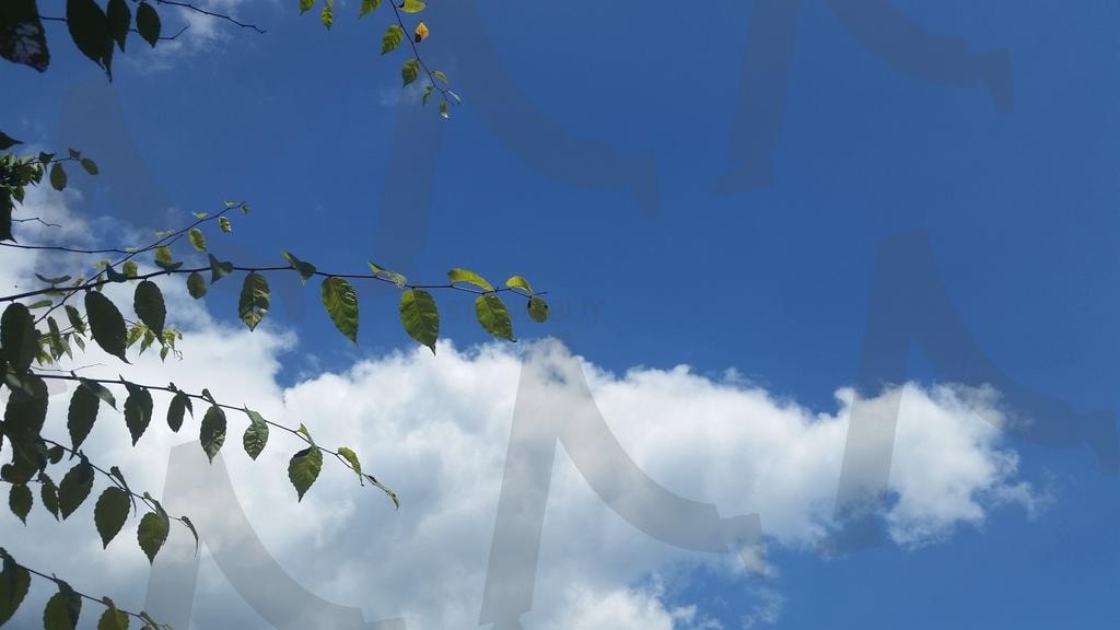 맑은 하늘과 푸른 잎사귀 | 자연, 하늘, 구름, 나뭇잎, 나무, 푸른 하늘, 맑은 날씨, 평화, 자연의 아름다움, 자연 배경, 자연 사진, 자연 풍경, 자연 이미지, 자연 테마, 자연 배경화면, 자연 경치, 자연의 평온함, 자연의 조화, 자연의 색, 자연의 소리, 자연의 향기, 자연의 느낌, 자연의 아름다움, 자연의 평화, 자연의 신비, 자연의 힘, 자연의 생명력, 자연의 경이로움, 자연의 조화로움, 자연의 균형, 자연의 다양성, 자연의 풍요로움, 자연의 순수함, 자연의 청정함, 자연의 신선함, 자연의 자유로움, 자연의 여유로움, 자연의 고요함, 자연의 안정감, 자연의 따뜻함, 자연의 시원함, 자연의 상쾌함, 자연의 청량함, 자연의 깨끗함, 자연의 순간, 자연의 하모니, 자연의 선명함, 자연의 상징, 자연의 영감, 자연의 소박함 | 스탠바이 STANDBUY 디지털 콘텐츠