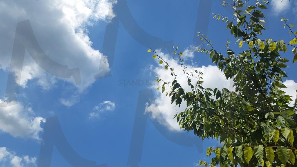 맑은 하늘과 푸른 나뭇잎 | 맑은 하늘, 푸른 하늘, 흰 구름, 나뭇잎, 자연, 평화, 청명한 날씨, 생동감, 초록색, 자연의 아름다움, 평온함, 인테리어 장식, 자연 사진, 풍경 사진, 자연 배경, 하늘 사진, 구름 사진, 나무, 식물, 생명력, 자연의 경이로움, 자연의 평화, 자연의 신선함, 자연의 생명력, 자연의 색상, 자연의 조화, 자연의 아름다움, 자연의 평온함, 자연의 신비, 자연의 경치, 자연의 풍경, 자연의 아름다움, 자연의 평화로움, 자연의 신선함, 자연의 생명력, 자연의 색상, 자연의 조화, 자연의 아름다움, 자연의 평온함, 자연의 신비, 자연의 경치, 자연의 풍경, 자연의 아름다움, 자연의 평화로움, 자연의 신선함, 자연의 생명력, 자연의 색상, 자연의 조화, 자연의 아름다움, 자연의 평온함. | 스탠바이 STANDBUY 디지털 콘텐츠