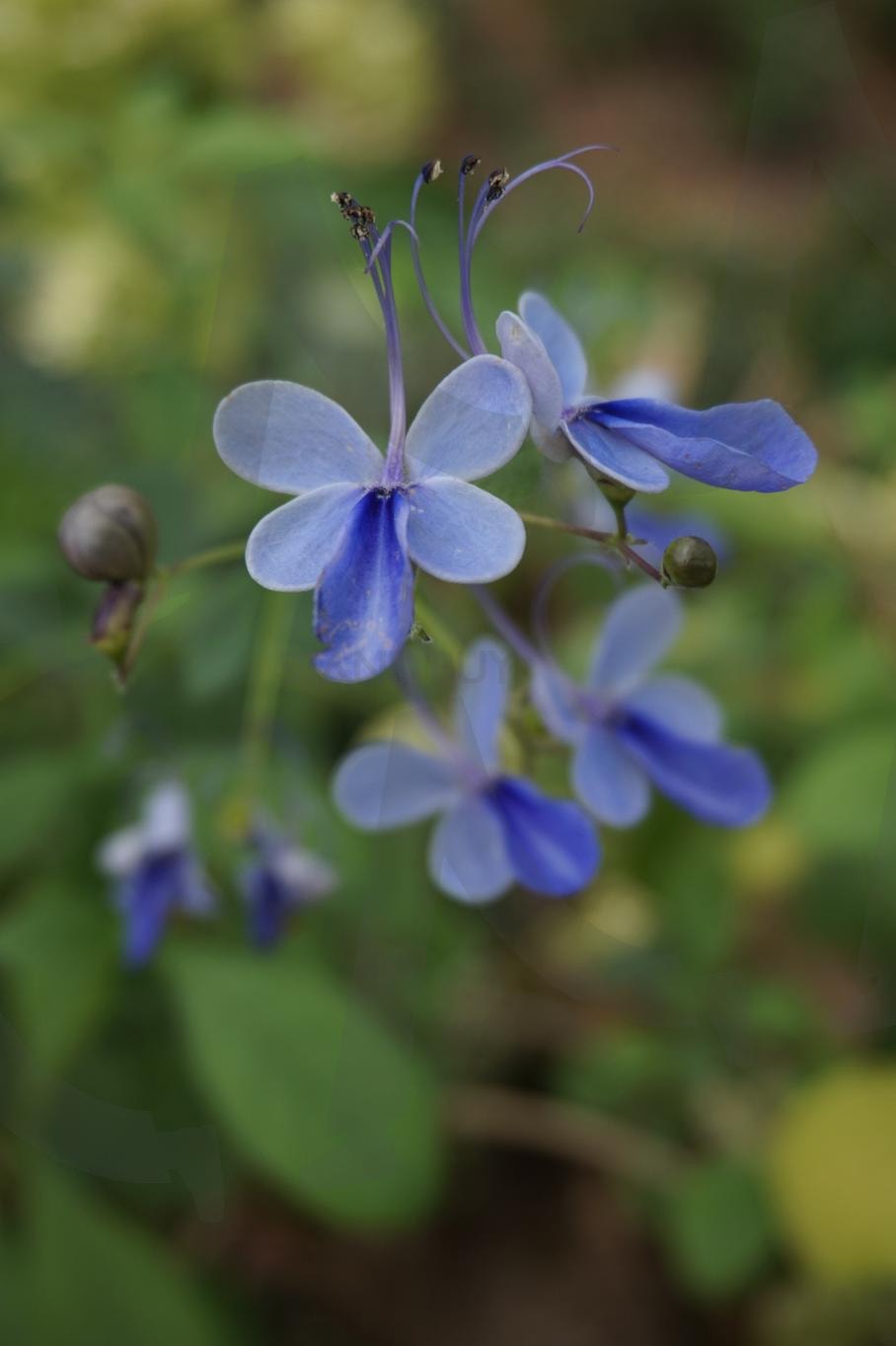 나비수국(로테카 미리코이데스) | 꽃, 나비수국, 식물, 자연, 나비 | 스탠바이 STANDBUY 디지털 콘텐츠