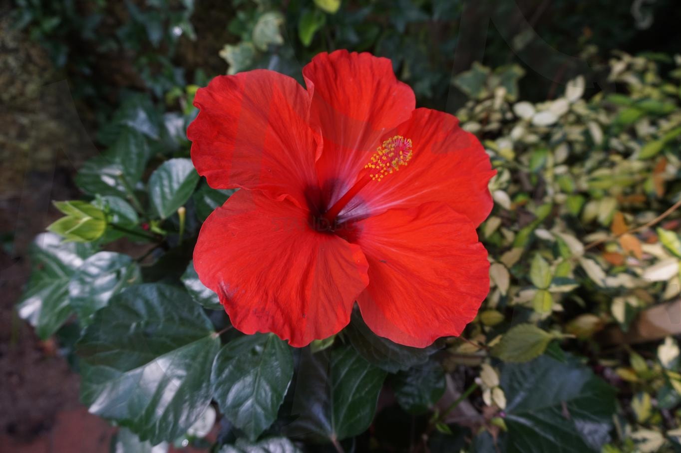 하와이무궁화 | 꽃, 하와이, 무궁화, 하와이무궁화, 여름 | 스탠바이 STANDBUY 디지털 콘텐츠