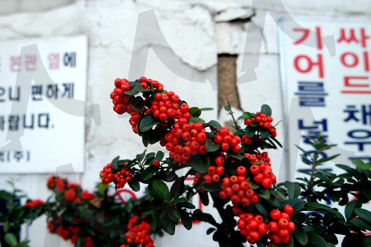 한국, 서울, 성북구, 식물, 열매, Korea, Seoul, Seongbuk-gu, Plants, Fruits | 한국, 서울, 성북구, 식물, 열매, korea, seoul, Seongbuk-gu, Plants, fruits | 스탠바이 STANDBUY 디지털 콘텐츠