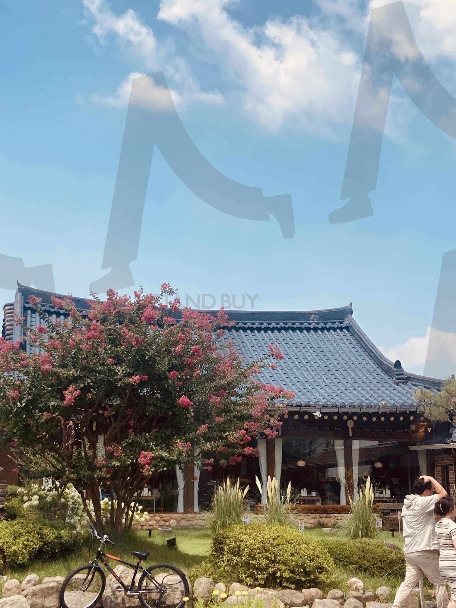 핑크빛 꽃나무 아래 한옥과 자전거 | 전주 한옥마을, 꽃나무 풍경, 기와집, 데이트 장면, 자전거 감성 사진 | 스탠바이 STANDBUY 디지털 콘텐츠