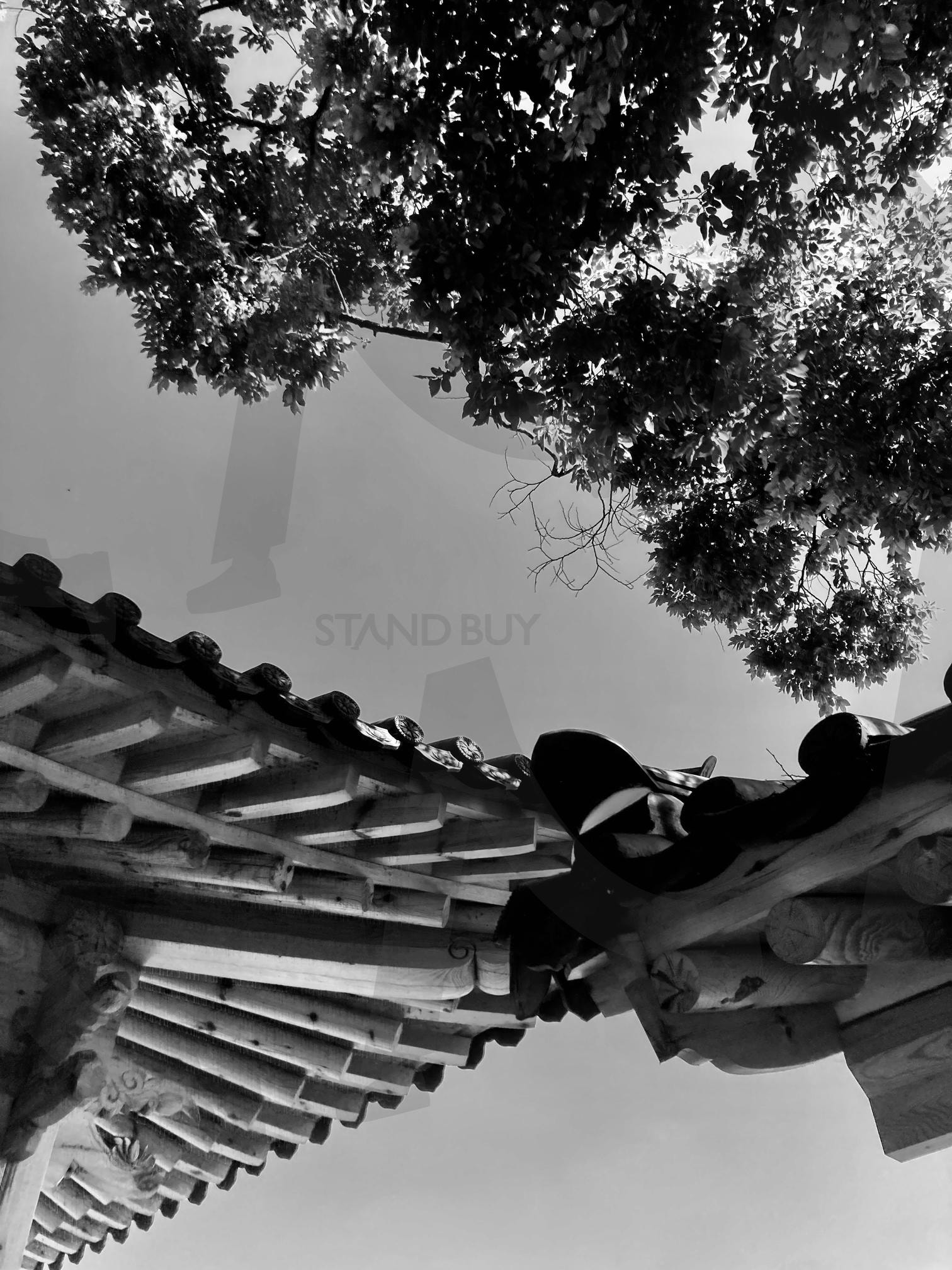 처마 끝에서 만난 소나무의 고즈넉한 풍경 | 연화정도서관, 기와집 처마, 소나무 풍경, 흑백 사진, 전통 건축 디테일 | 스탠바이 STANDBUY 디지털 콘텐츠