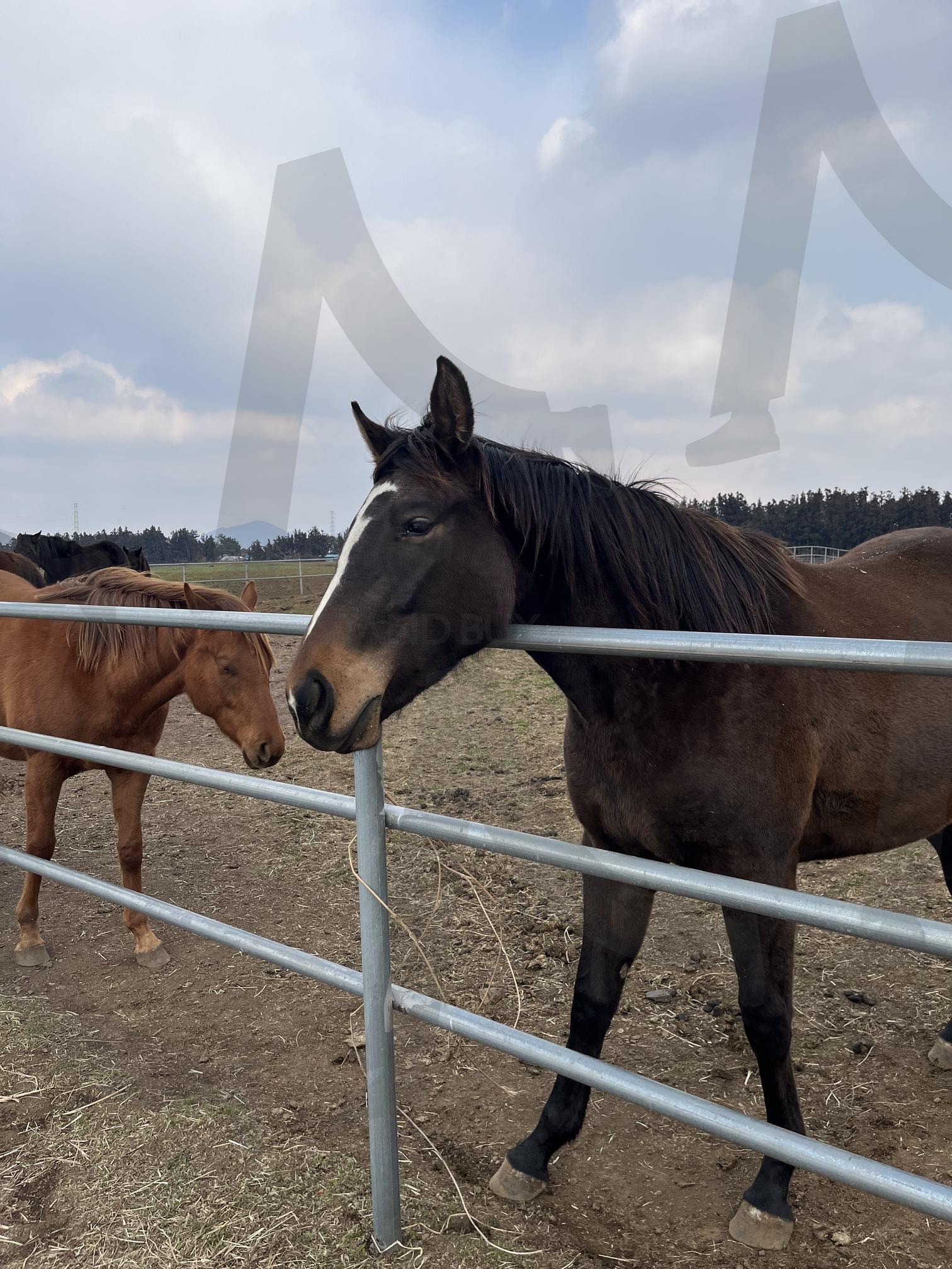 제주도, 말 | 말, 목장, 농장, 동물, 제주도, 제주도말 | 스탠바이 STANDBUY 디지털 콘텐츠