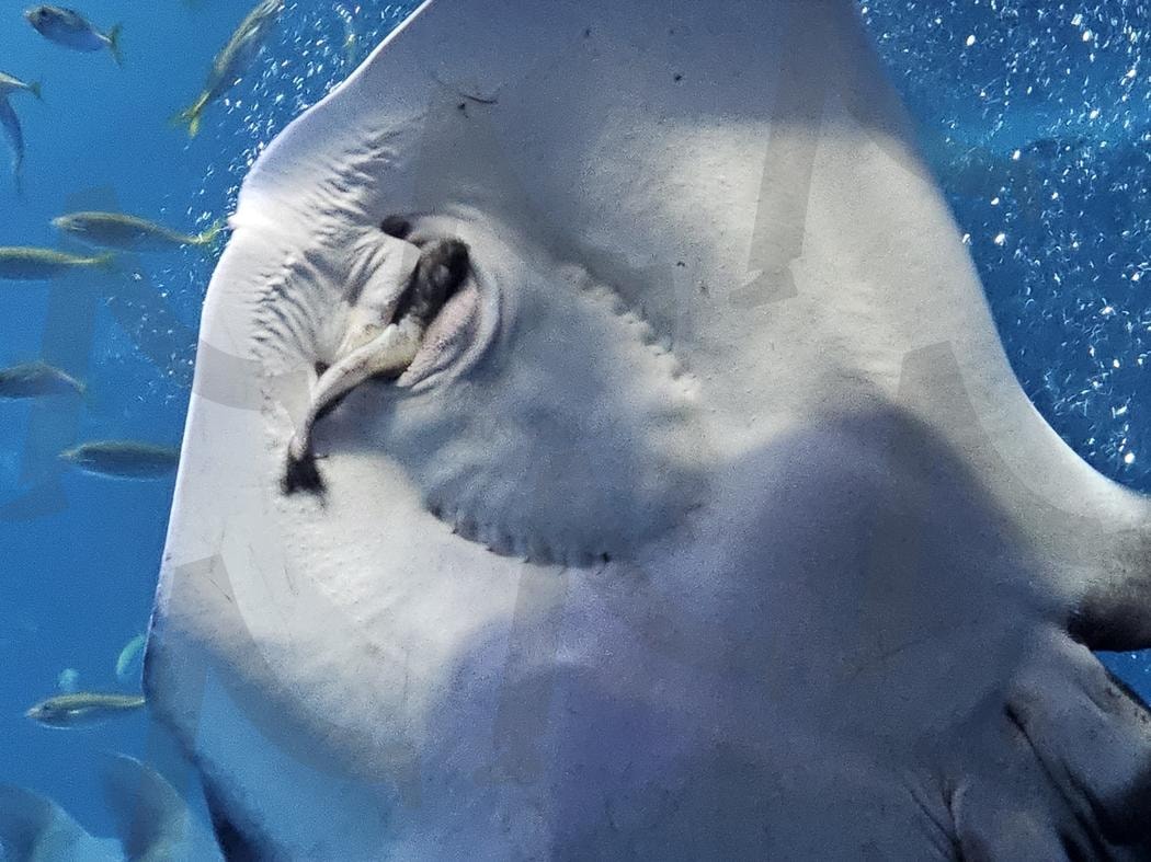 가오리 | 아쿠아리움, 부산, 해운대, 씨라이프, 가오리 | 스탠바이 STANDBUY 디지털 콘텐츠