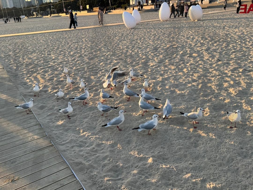 해운대 비둘기와 갈매기 | 비둘기, 갈매기, 바다, 해수욕장, 부산, 해운대 | 스탠바이 STANDBUY 디지털 콘텐츠