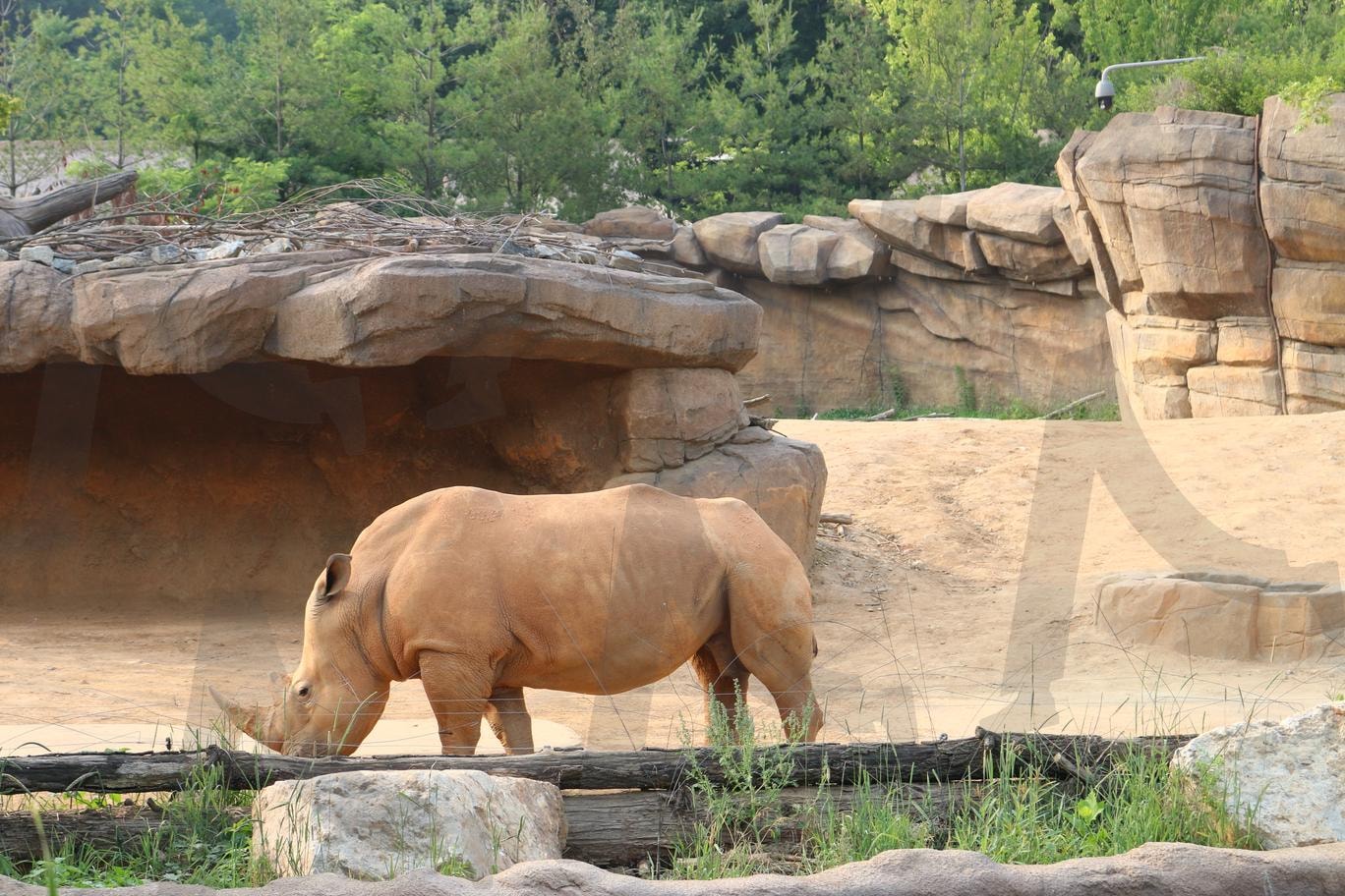 코뿔소 | 에버랜드, 놀이동산, 동물, 로스트밸리, 코뿔소 | 스탠바이 STANDBUY 디지털 콘텐츠