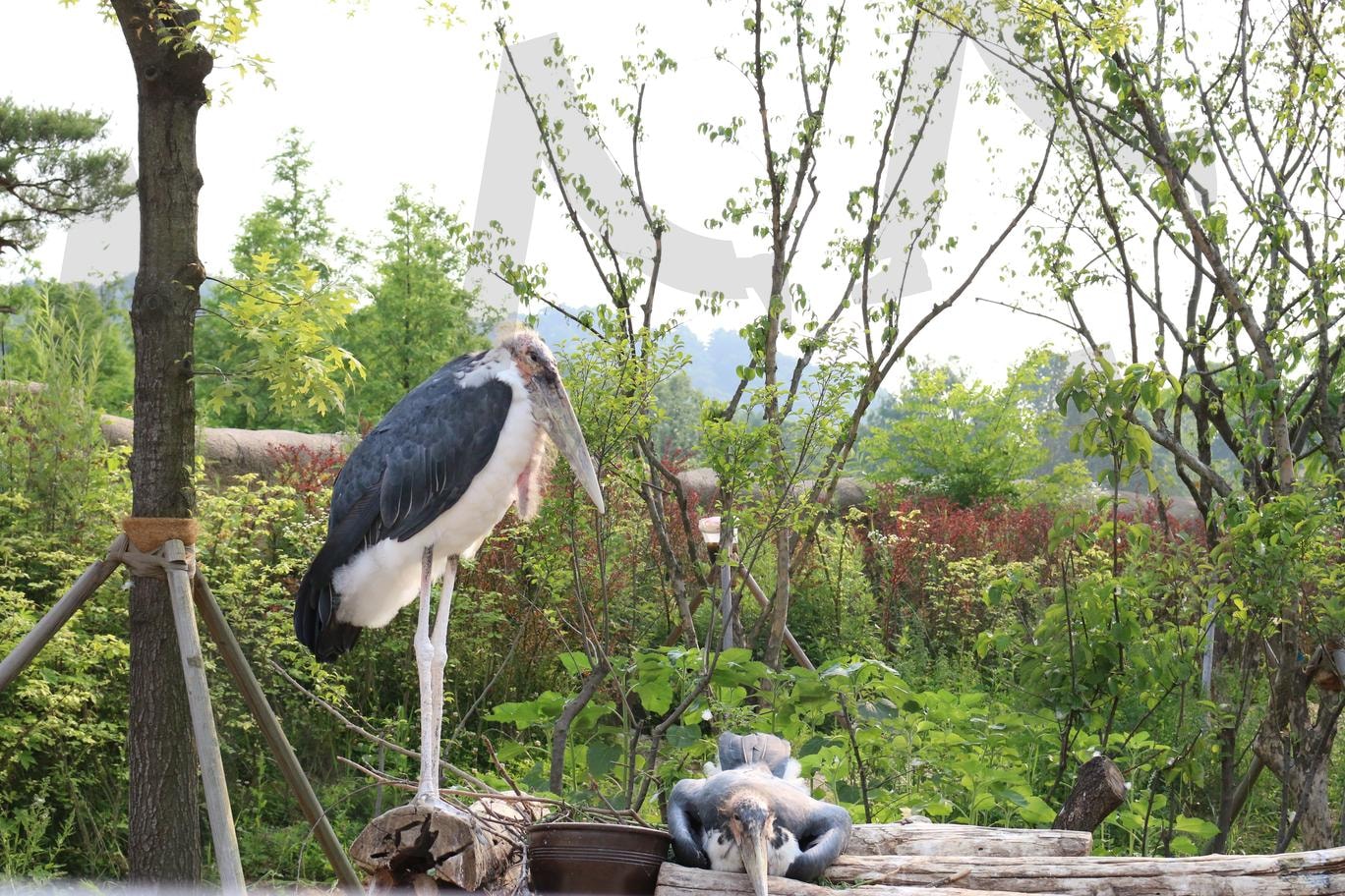 아프리카 대머리 황새 | 아프리카, 황새, 대머리, 새, 에버랜드 | 스탠바이 STANDBUY 디지털 콘텐츠