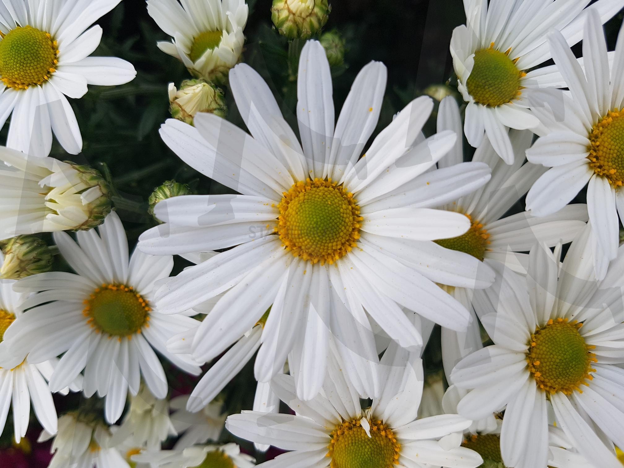 순수한 아름다운 데이지 꽃의 매력 | 데이지, 꽃, 자연, 아름다움, 순수함, 생동감, 클로즈업, 플라워포토 | 스탠바이 STANDBUY 디지털 콘텐츠