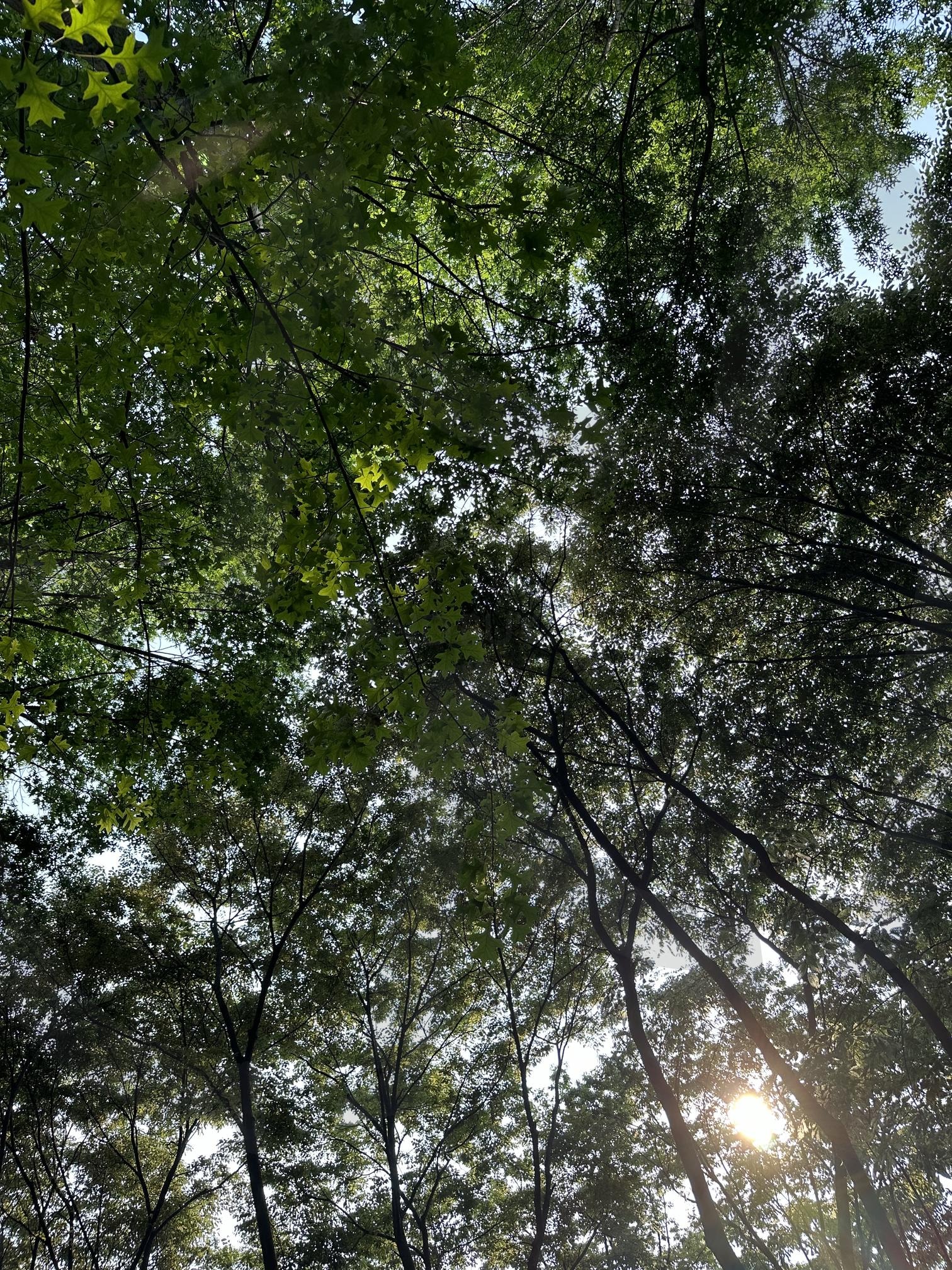 FOREST | money, forest, happy, lucky, 2025 | 스탠바이 STANDBUY 디지털 콘텐츠