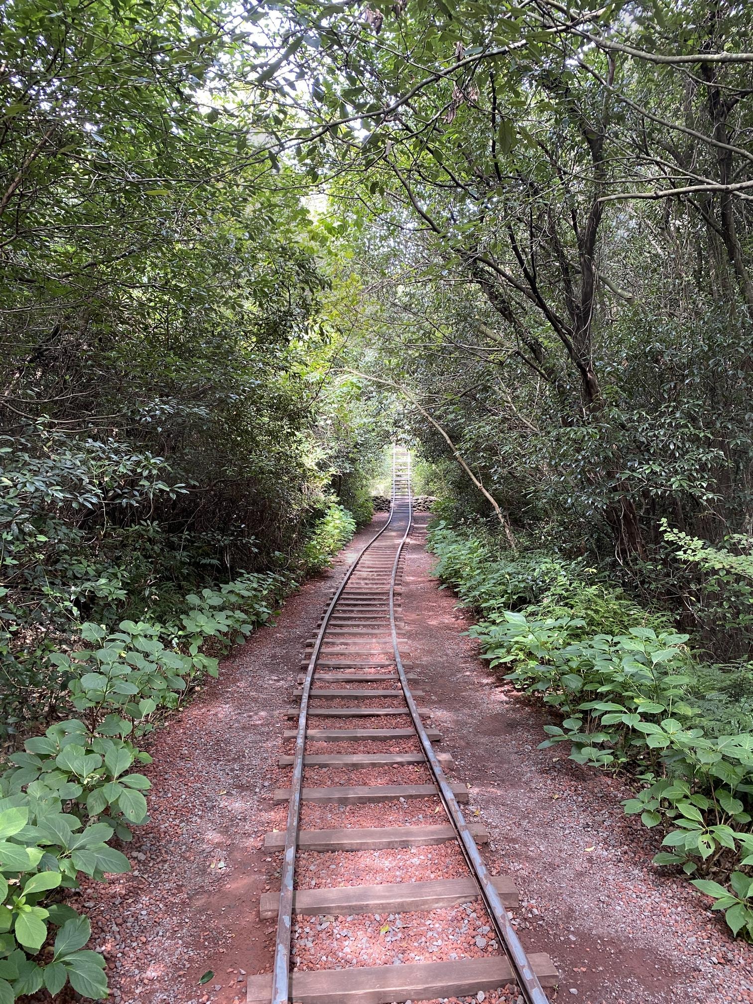 제주도 치유의 숲 | 제주도, 치유의 숲, 기차길, 힐링, 관광 | 스탠바이 STANDBUY 디지털 콘텐츠