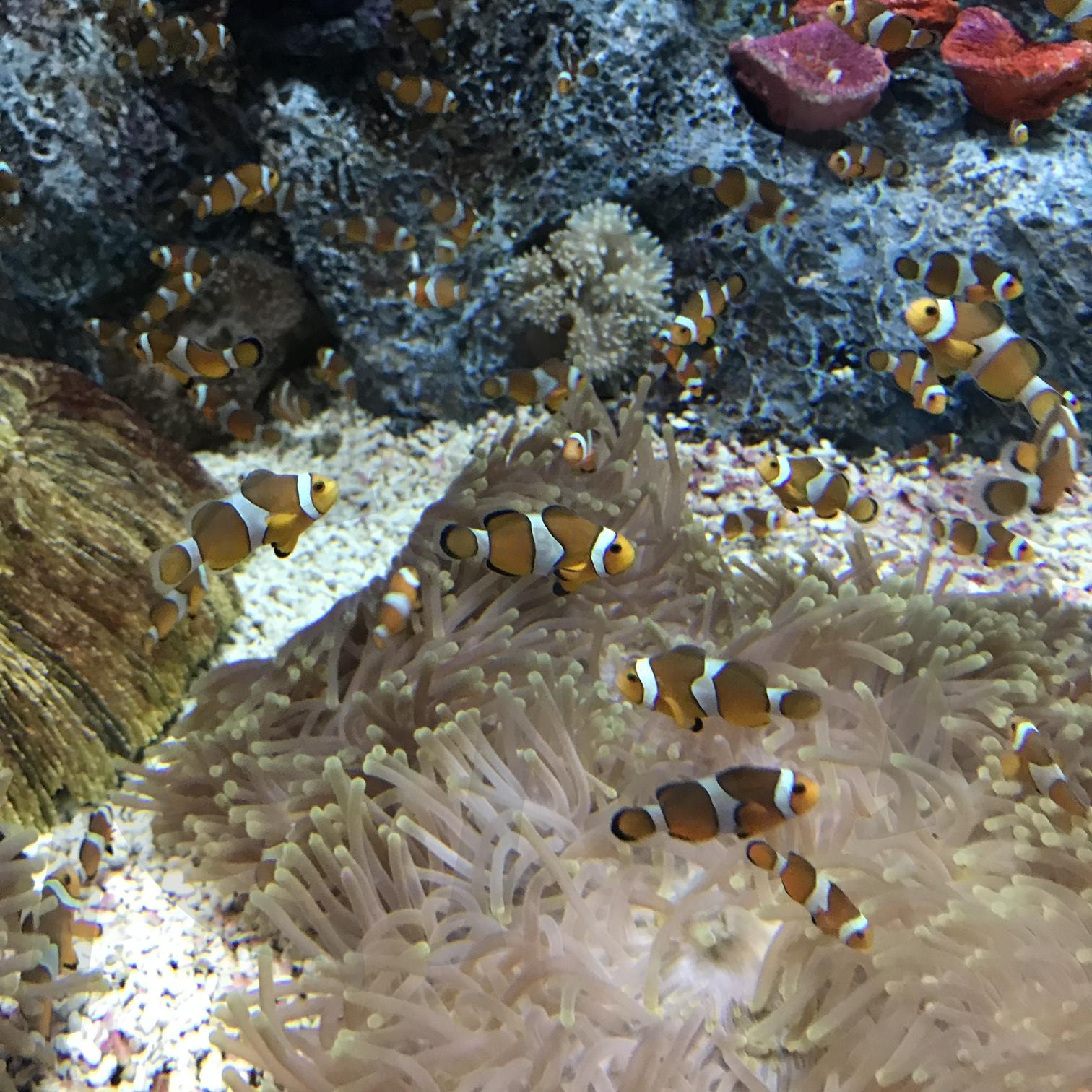 니모 해수어 | 물고기, 해수어, 니모, 아쿠아리움, 바다 | 스탠바이 STANDBUY 디지털 콘텐츠