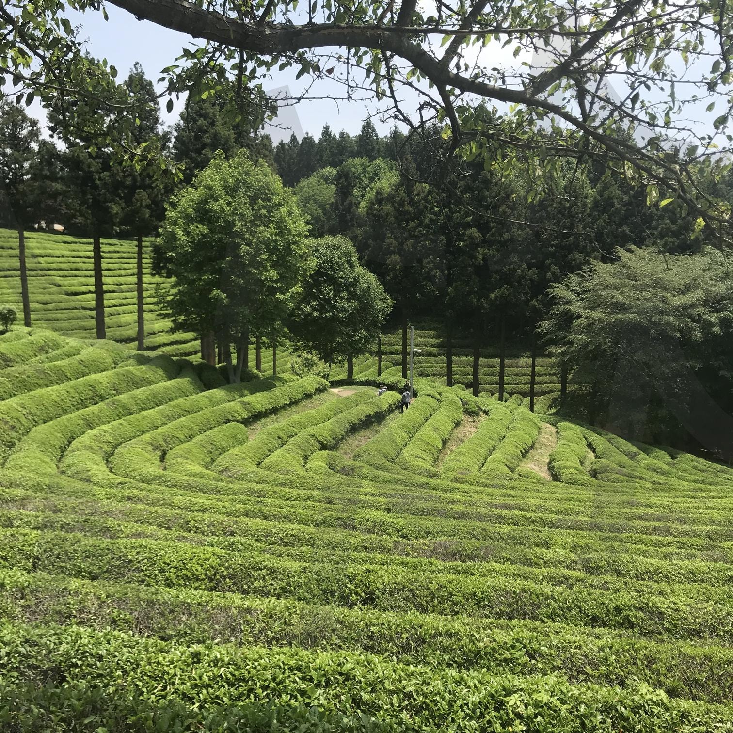 보성 녹차밭 | 자연, 보성, 녹차, 밭, 힐링, 여행, 풍경 | 스탠바이 STANDBUY 디지털 콘텐츠