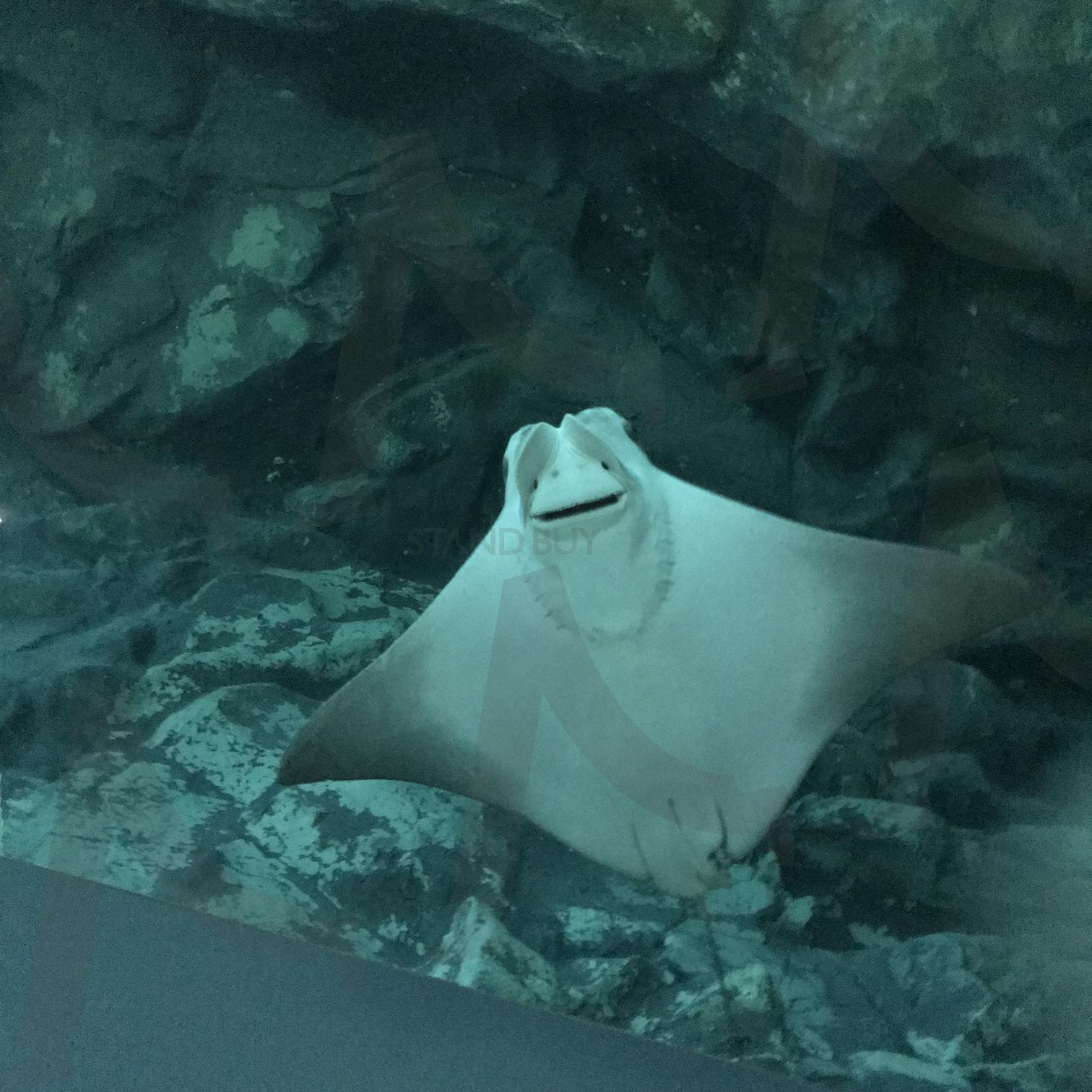 가오리 | 아쿠아리움, 물고기, 바다, 자연, 힐링, 가오리 | 스탠바이 STANDBUY 디지털 콘텐츠