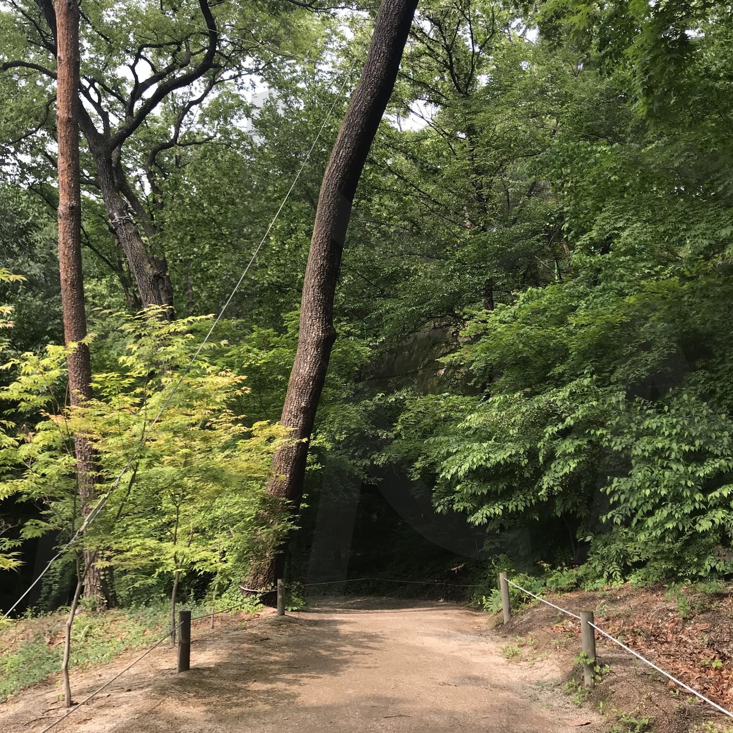 홍릉수목원 | 홍릉, 자연, 숲, 나무, 수목원 | 스탠바이 STANDBUY 디지털 콘텐츠