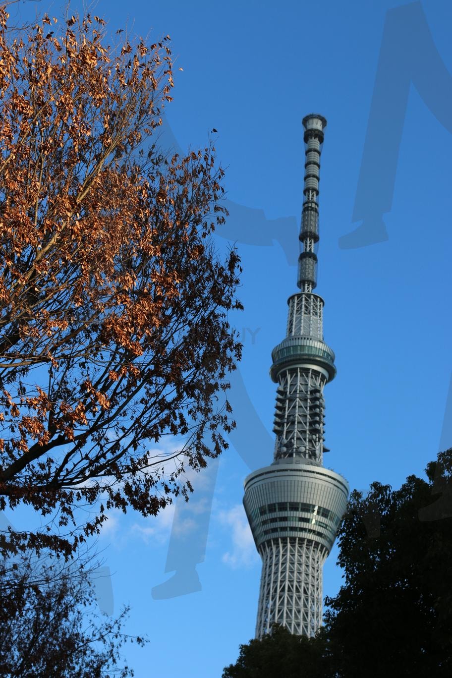도쿄 스카이트리 | 일본, 전망대, 스카이트리, 도쿄, 타워 | 스탠바이 STANDBUY 디지털 콘텐츠