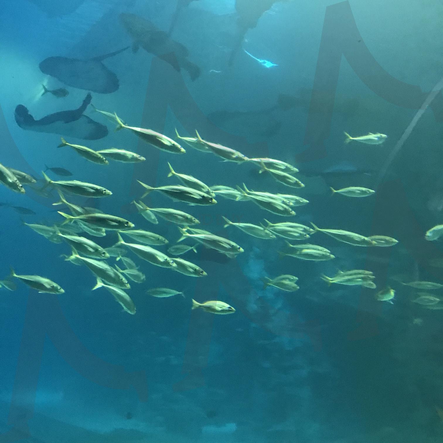 물고기 | 힐링, 아쿠아리움, 잠실, 롯데타워, 생선 | 스탠바이 STANDBUY 디지털 콘텐츠