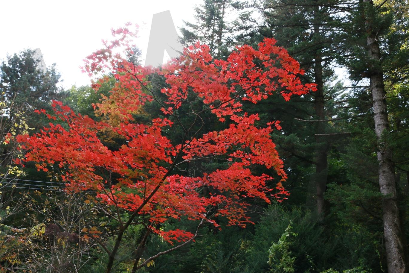 가을 단풍 | 단풍잎, 가을, 자연, 나무, 산, 숲속, 여행 | 스탠바이 STANDBUY 디지털 콘텐츠