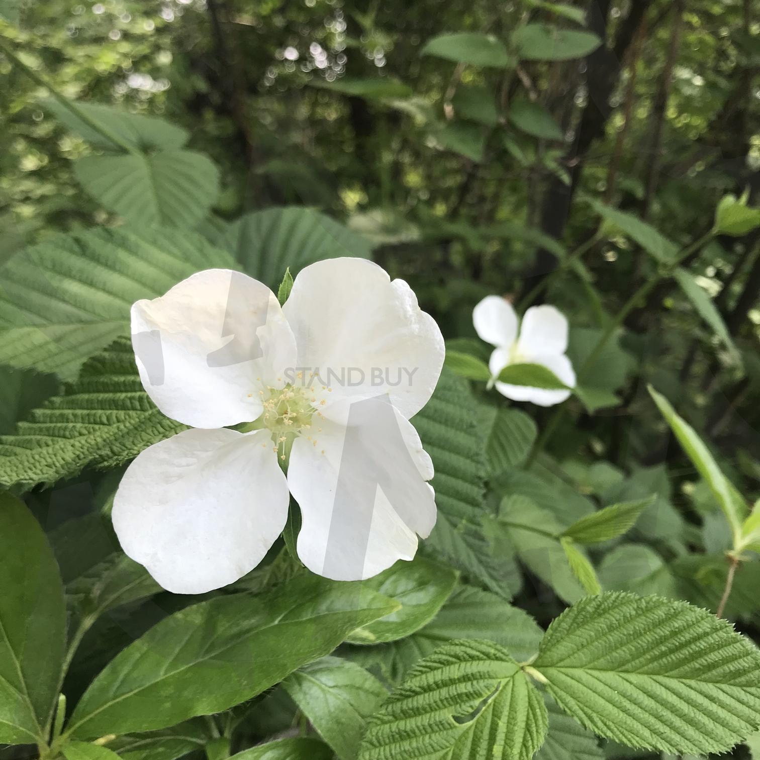 병아리꽃나무 | 병아리, 꽃나무, 홍릉, 수목원, 식물, 자연 | 스탠바이 STANDBUY 디지털 콘텐츠